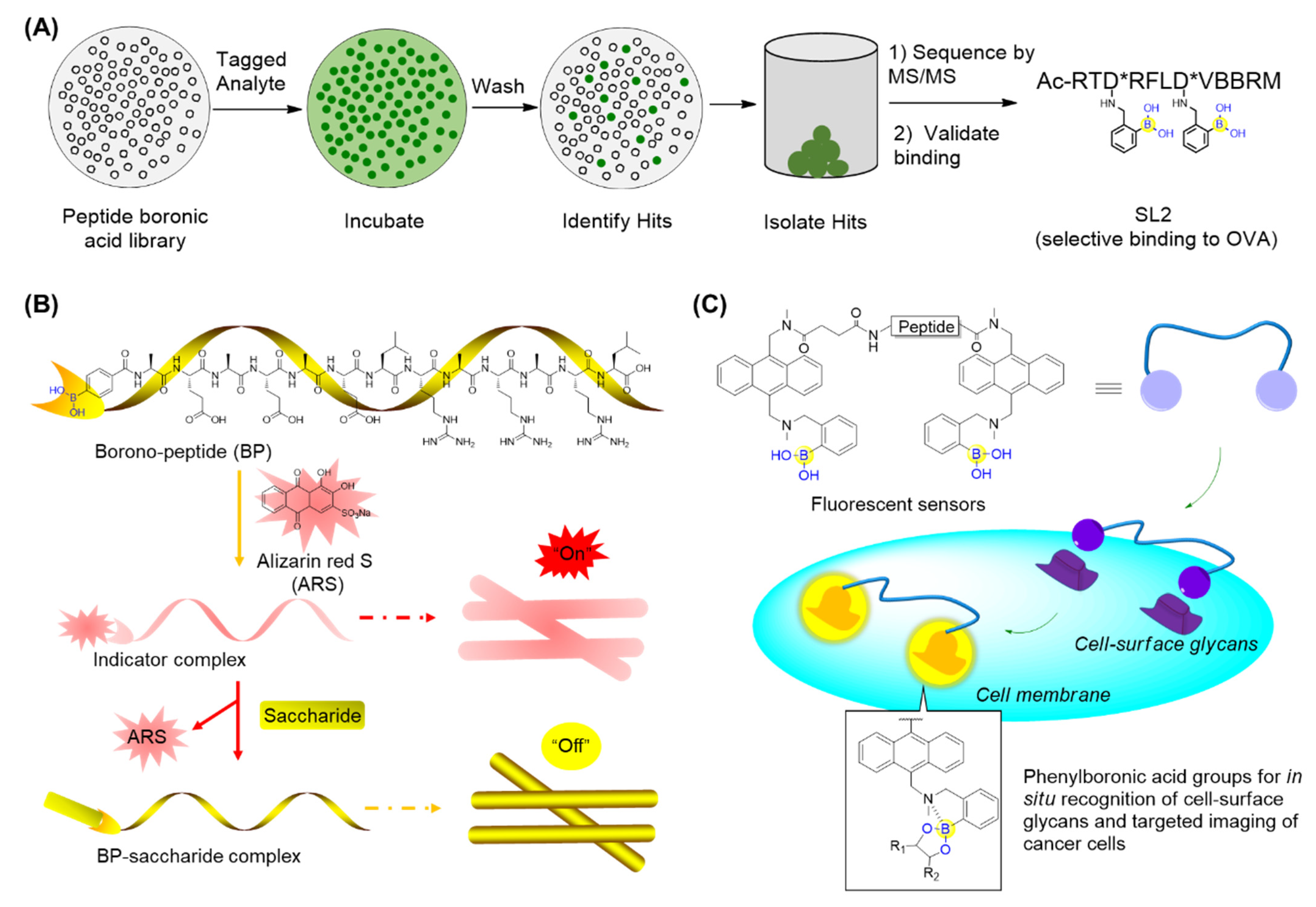 Ijms 22 12958 g008 Ijms 22 12958 g008