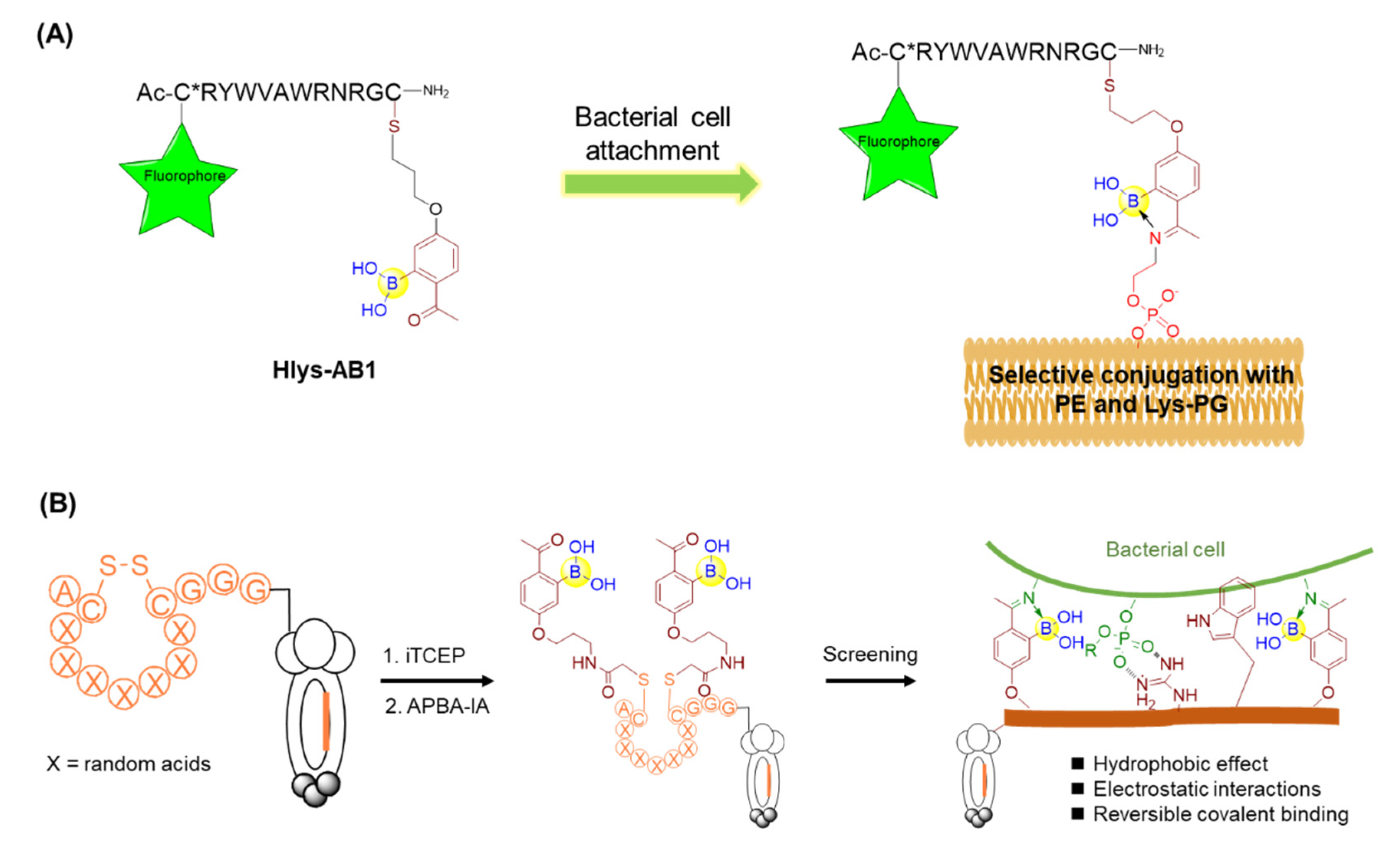 Ijms 22 12958 g010 Ijms 22 12958 g010