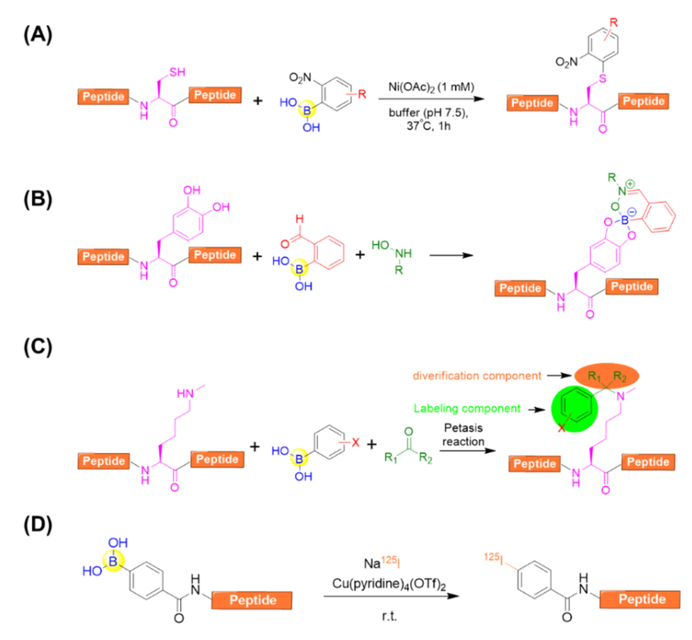 Ijms 22 12958 g014 Ijms 22 12958 g014