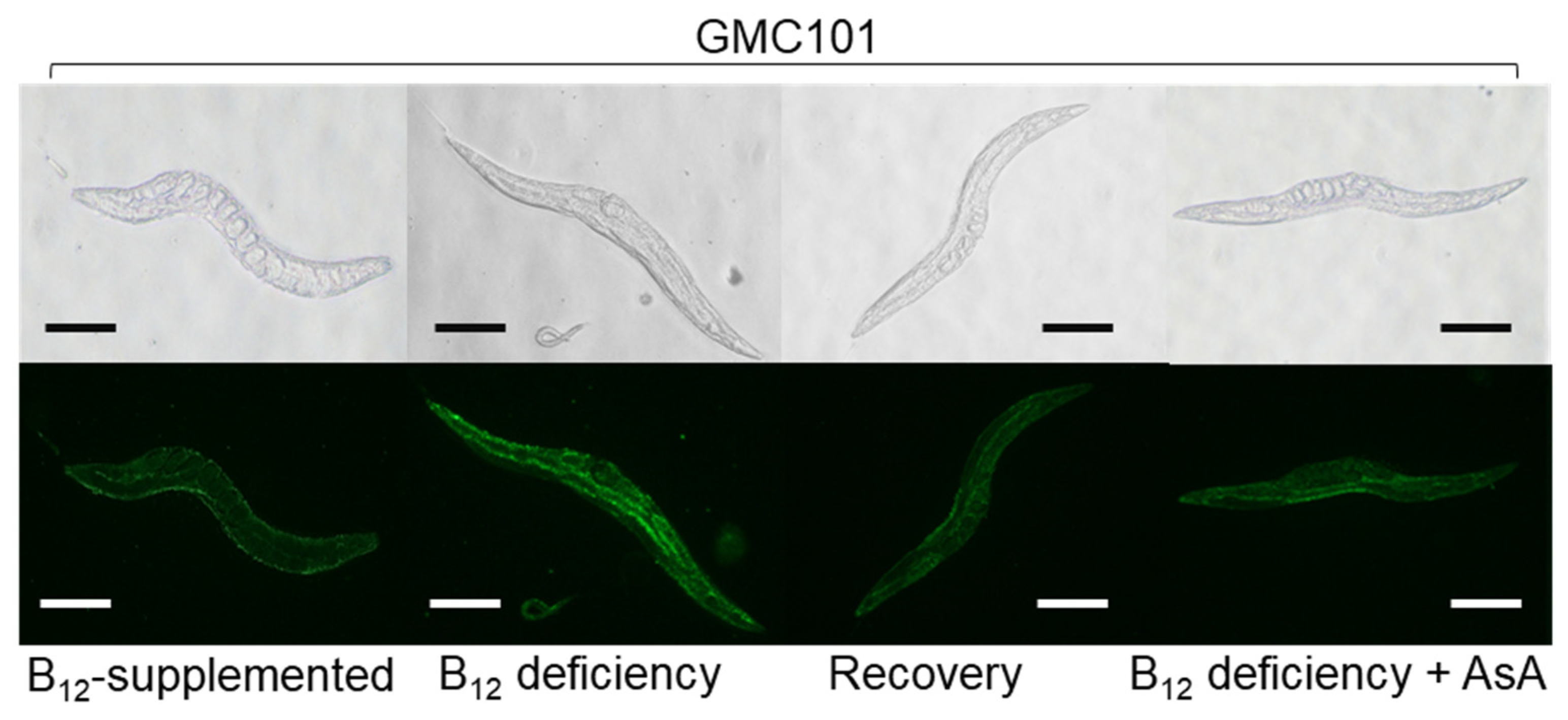 Ijms 22 12959 g007