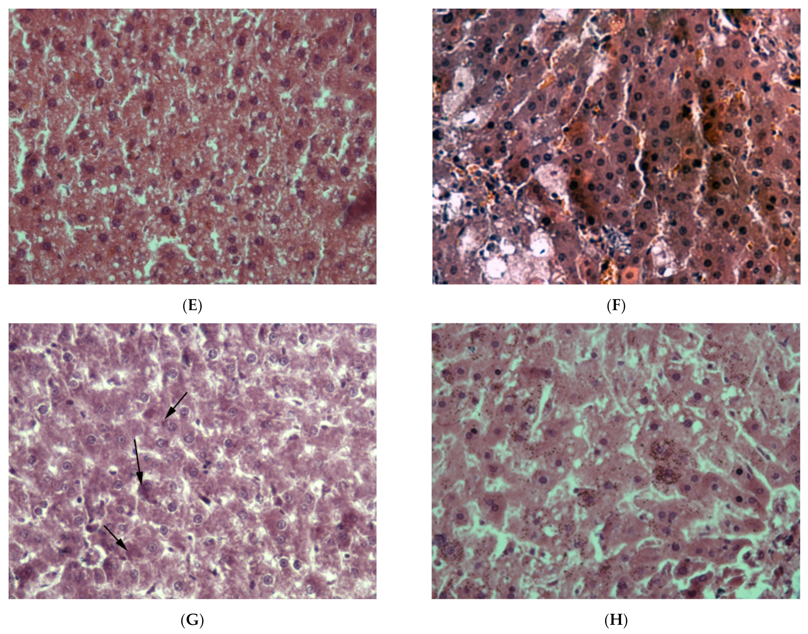 Ijms 22 13007 g001b Ijms 22 13007 g001b