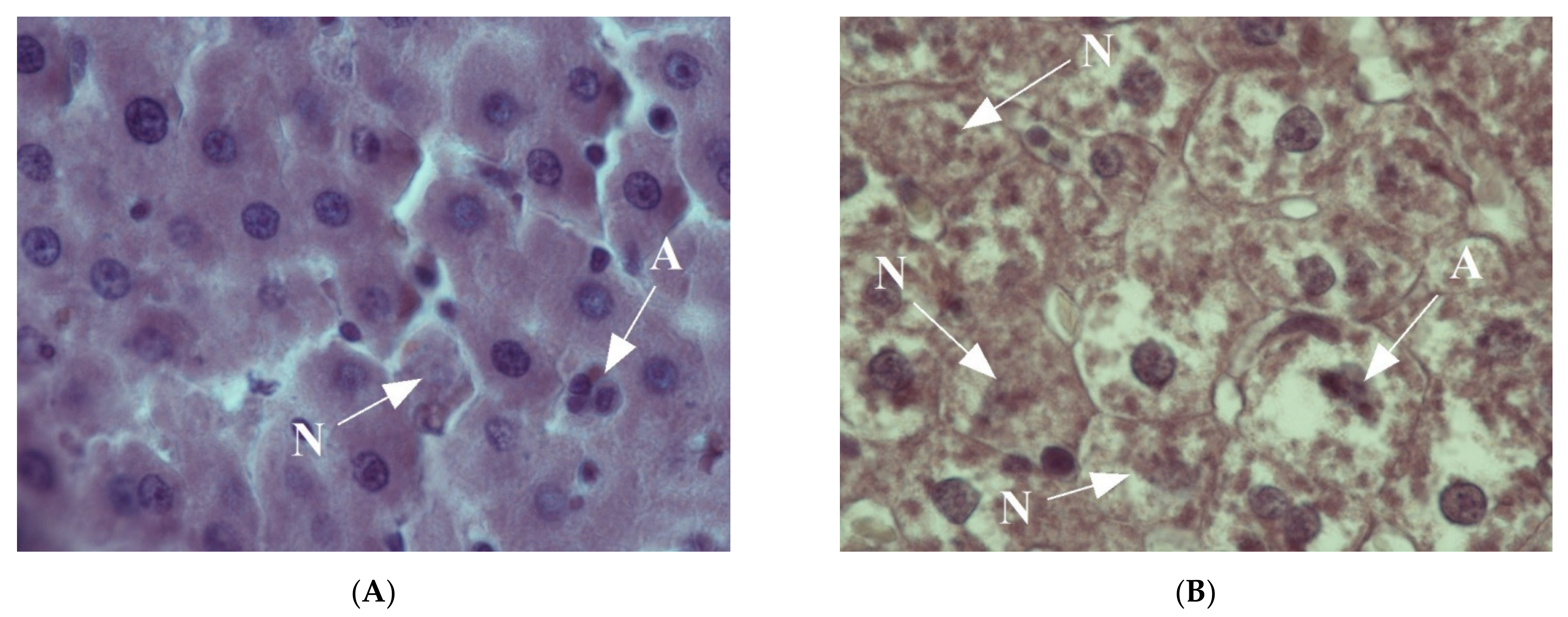 Ijms 22 13007 g002 Ijms 22 13007 g002