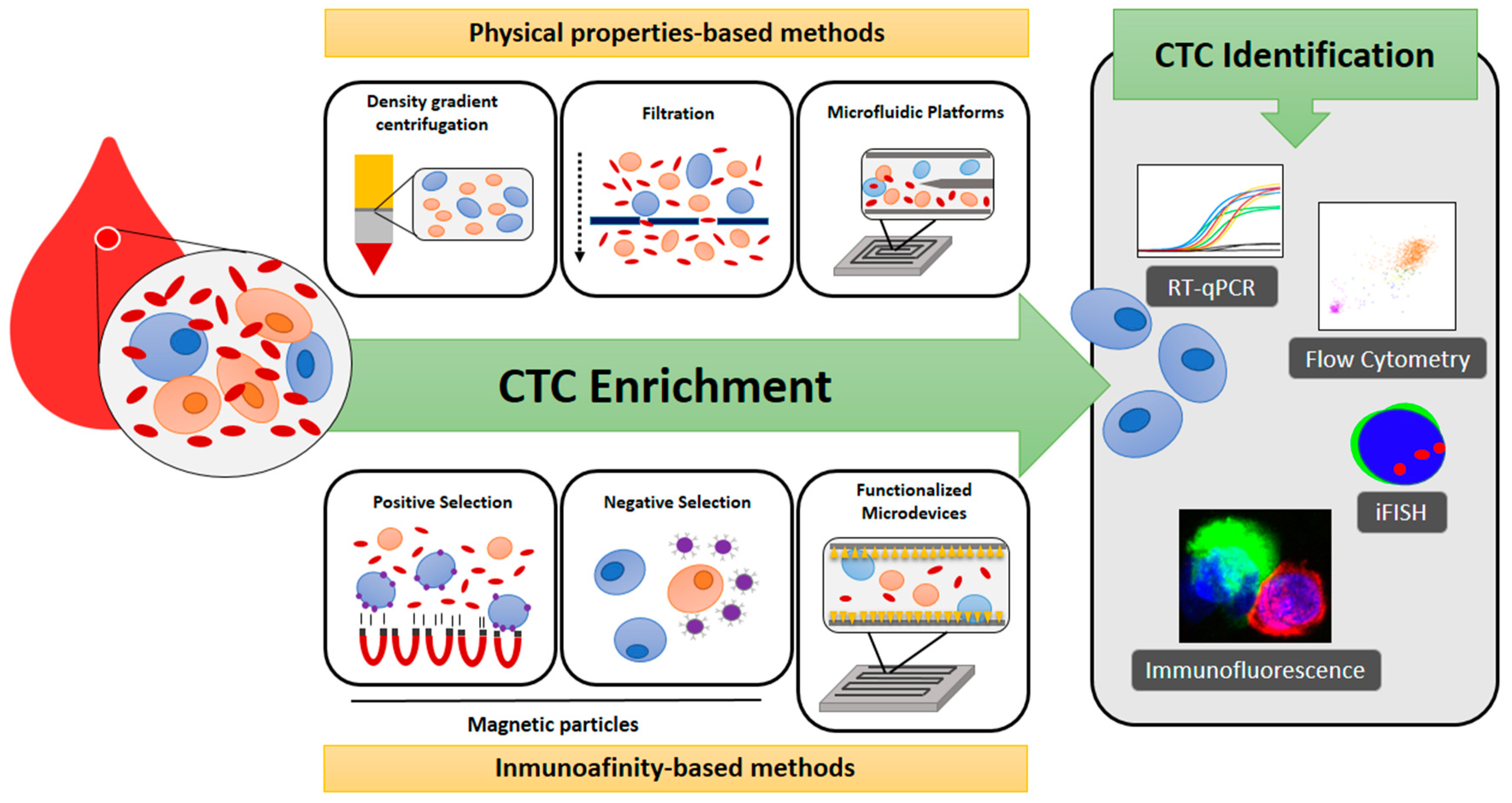 Ijms 22 13073 g001 Ijms 22 13073 g001