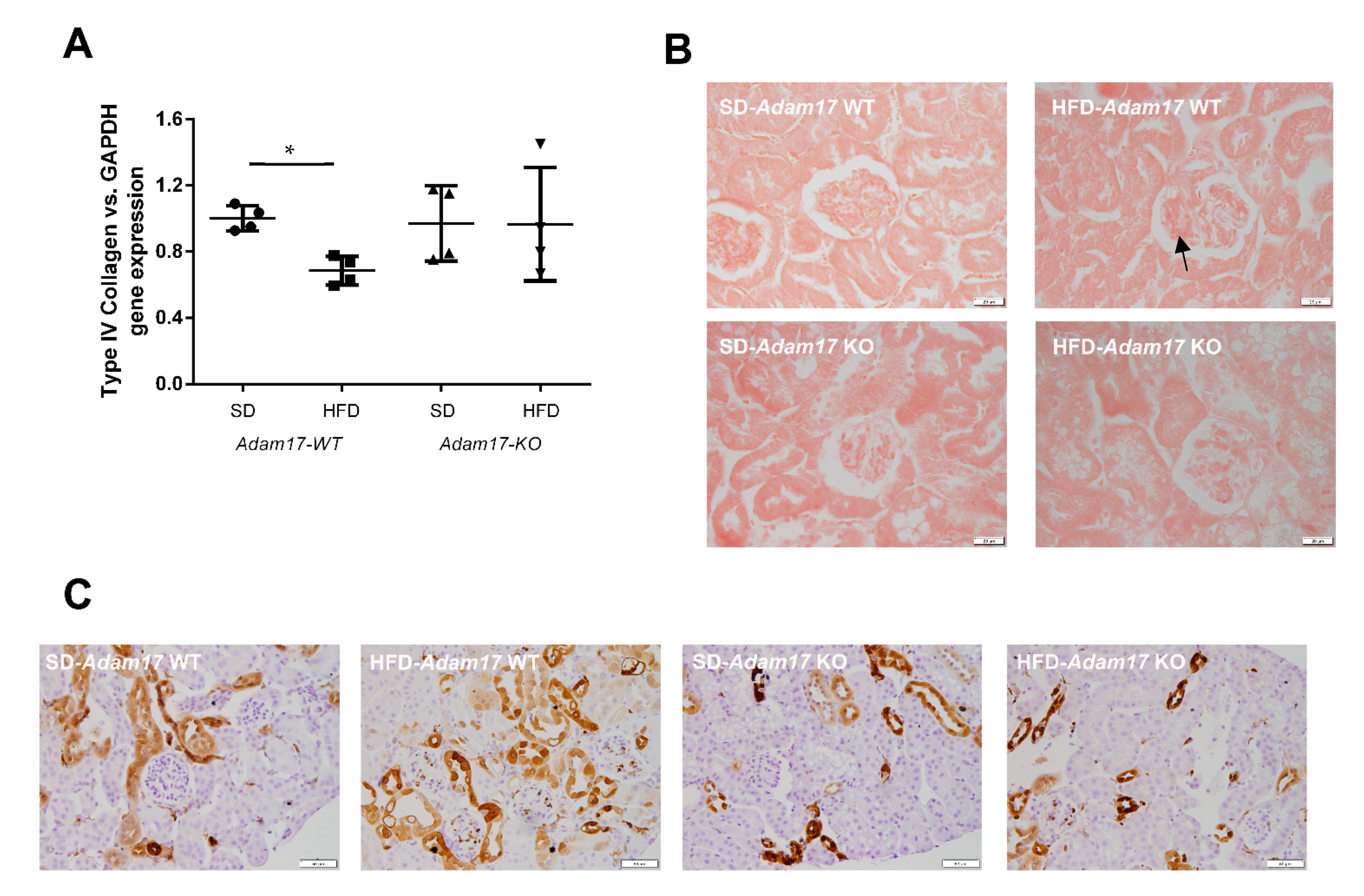 Ijms 22 13093 g005 Ijms 22 13093 g005