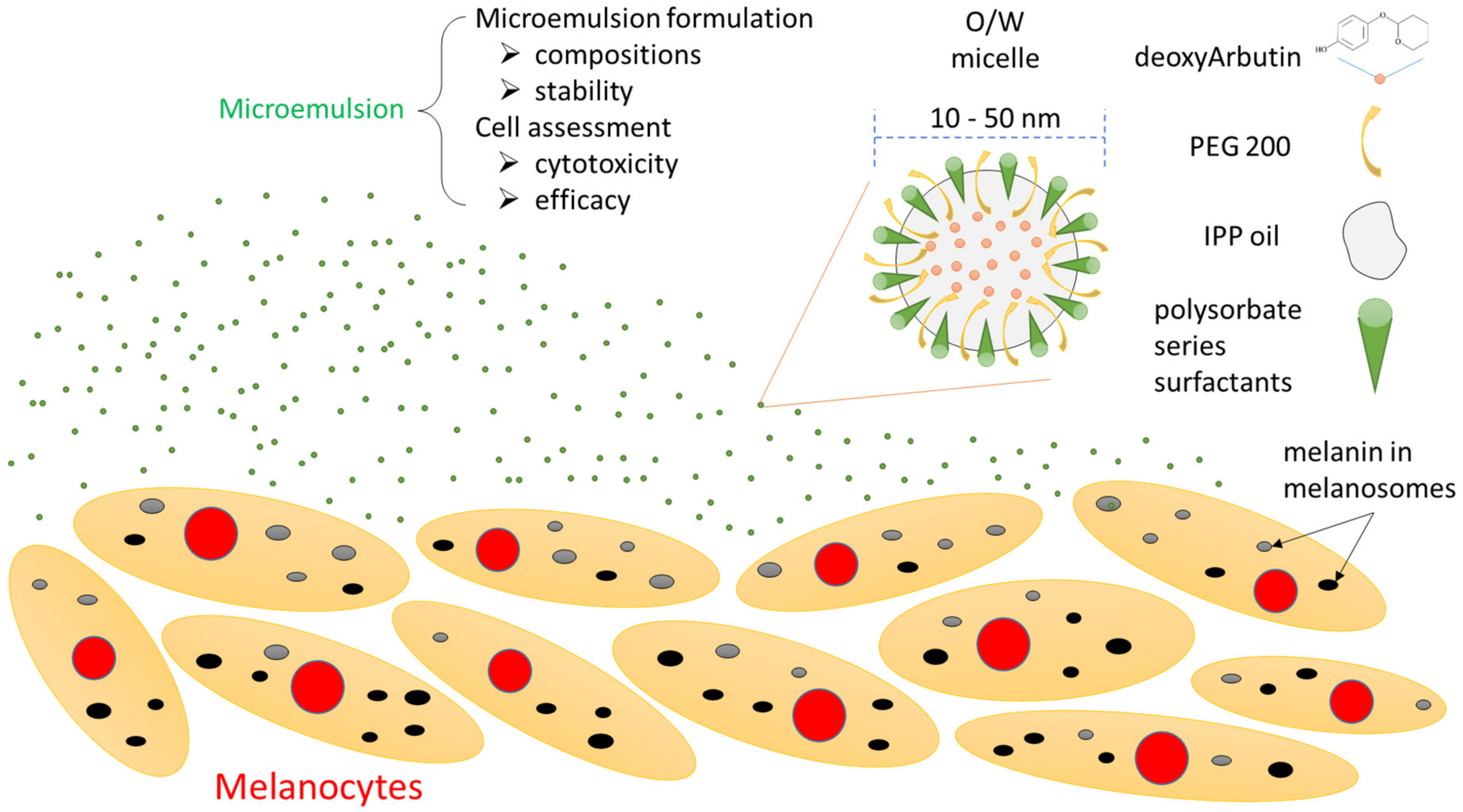 Ijms 22 13110 g008 Ijms 22 13110 g008