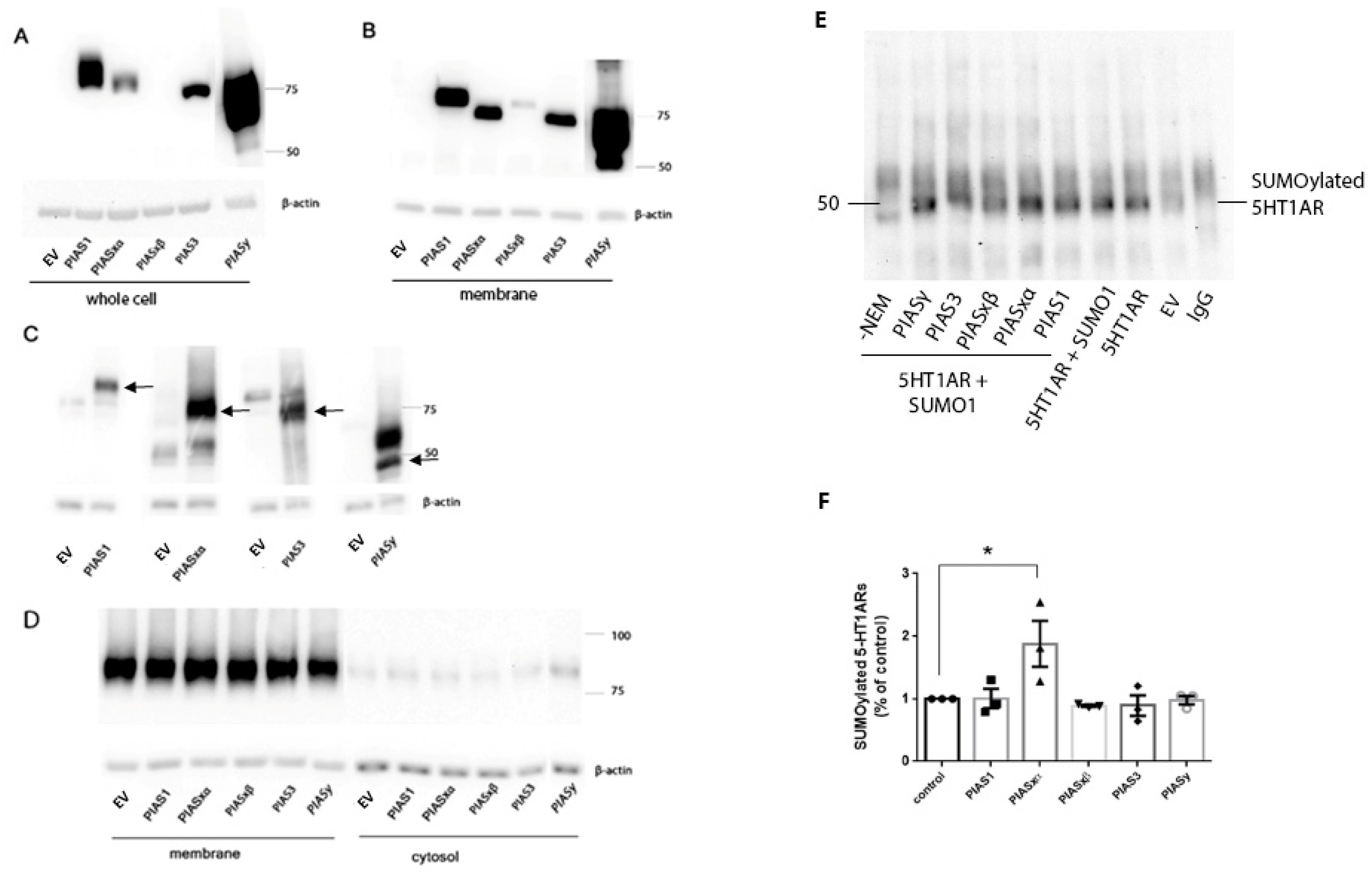Ijms 22 13176 g001 Ijms 22 13176 g001