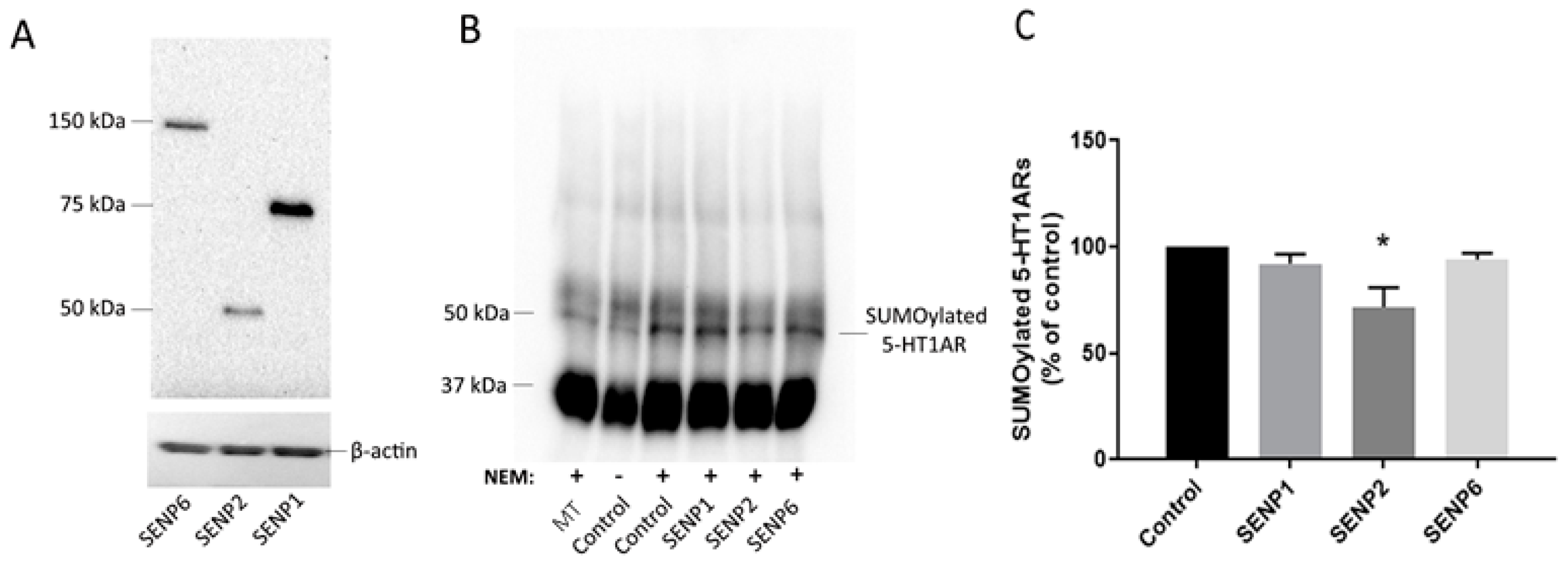Ijms 22 13176 g003 Ijms 22 13176 g003