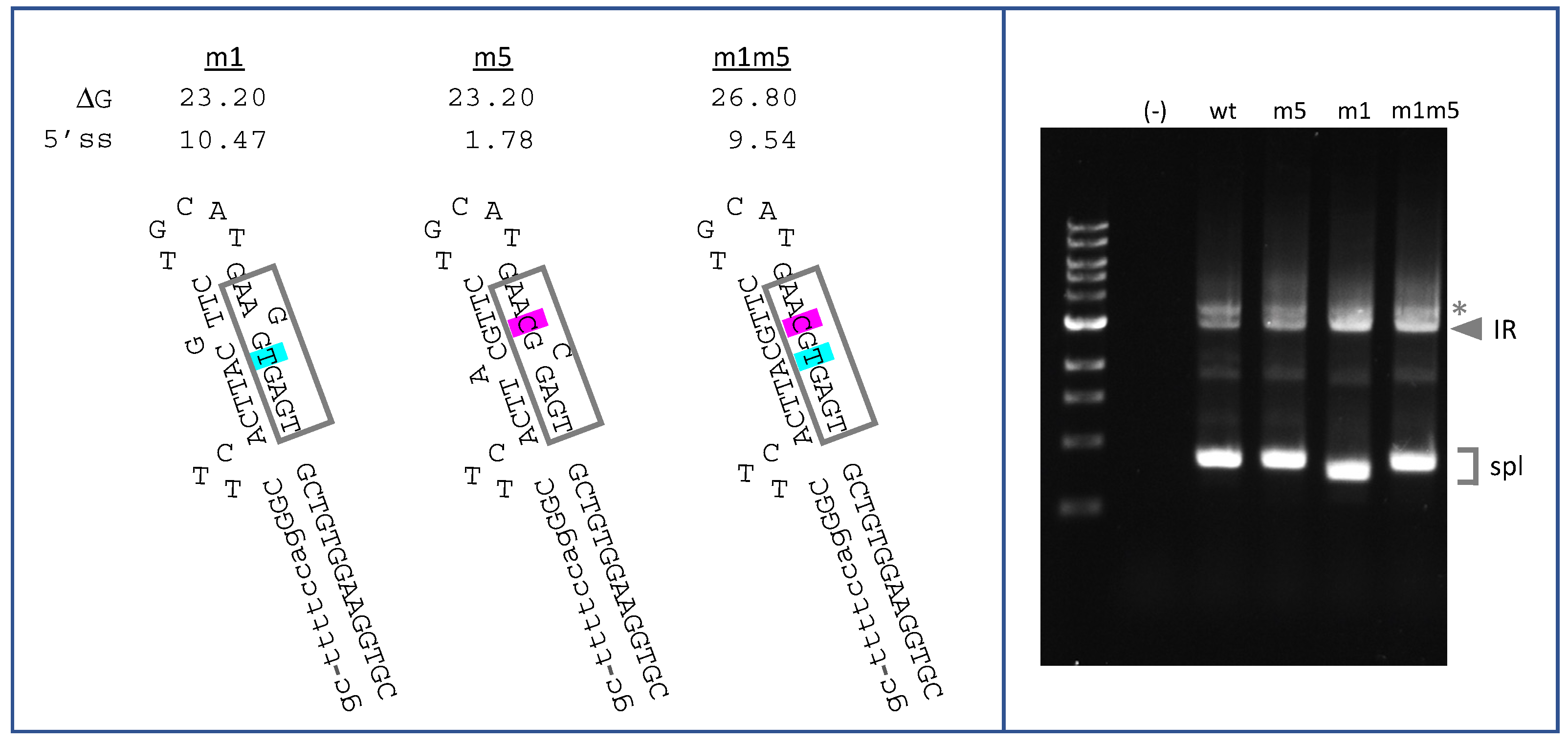 Ijms 22 13248 g004 Ijms 22 13248 g004