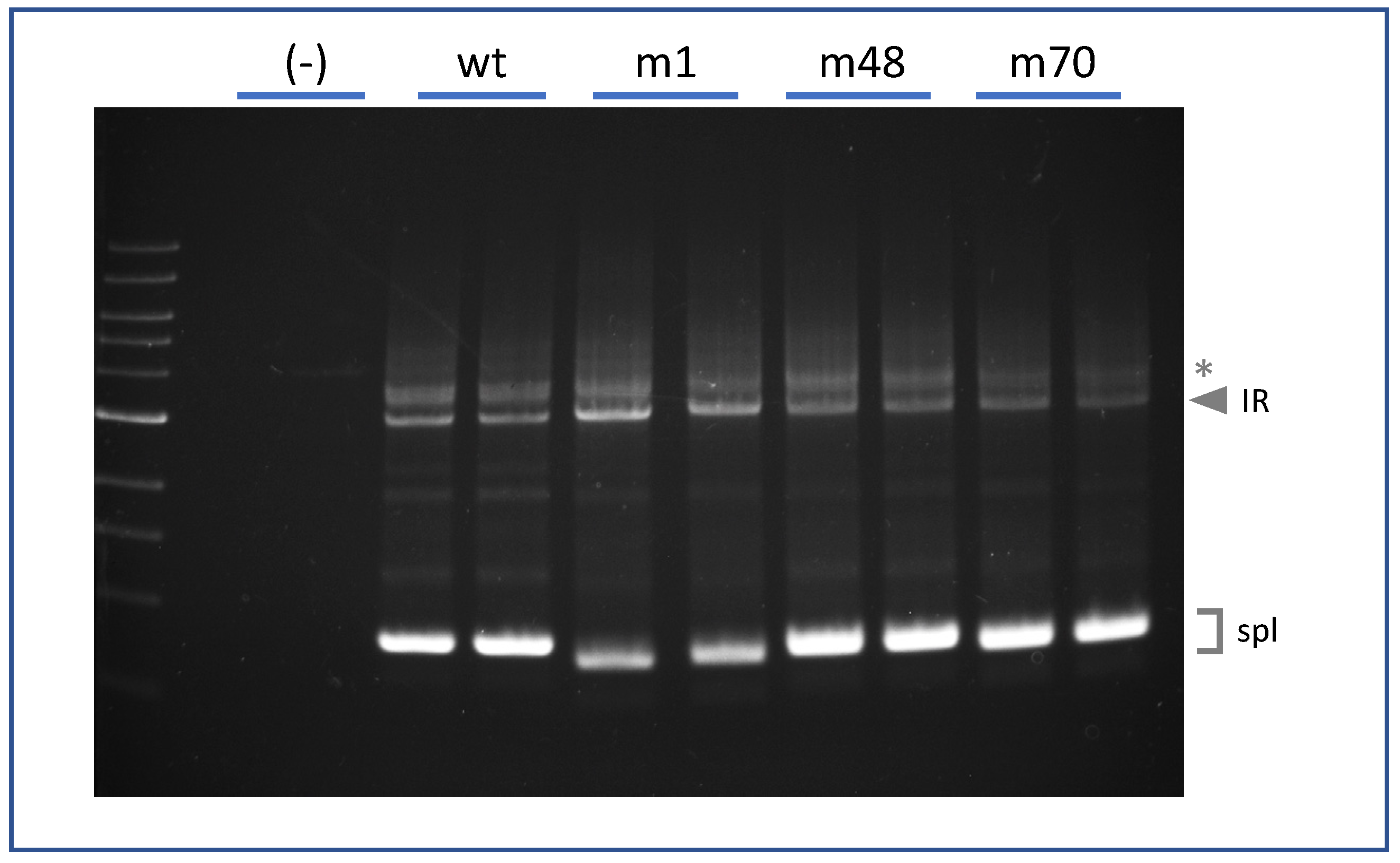 Ijms 22 13248 g005 Ijms 22 13248 g005