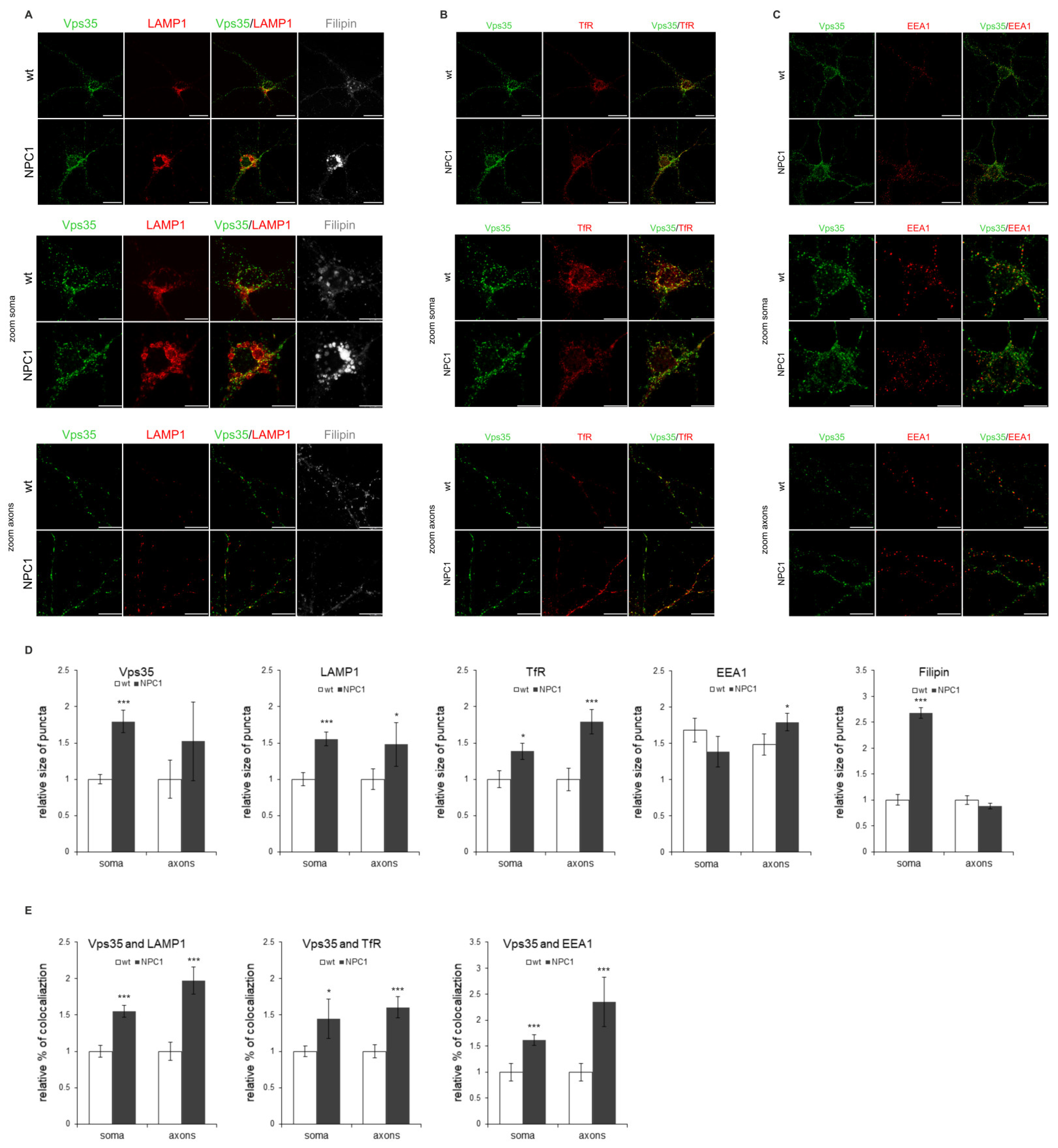 Ijms 22 13256 g006