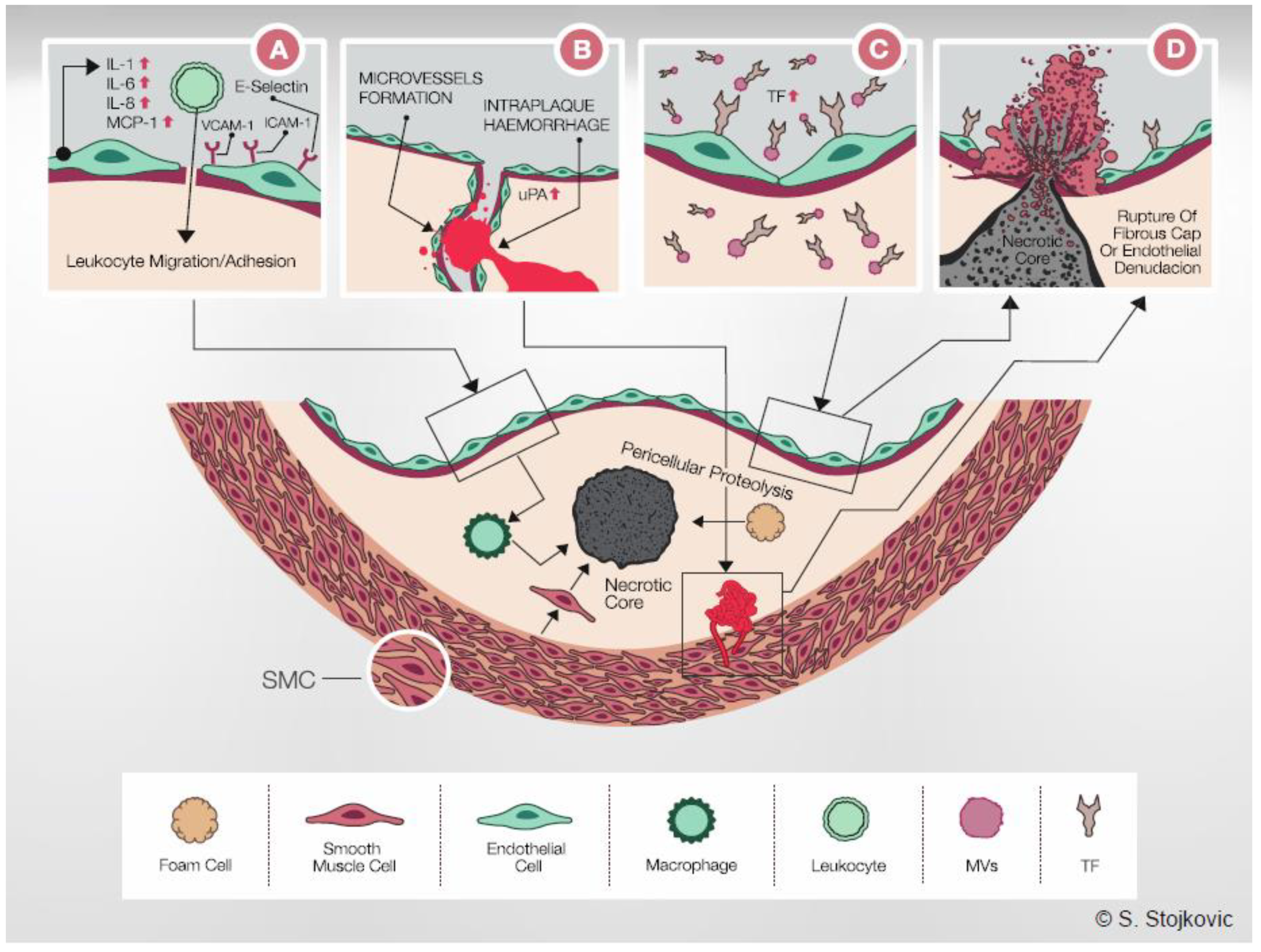 Ijms 22 13288 g002