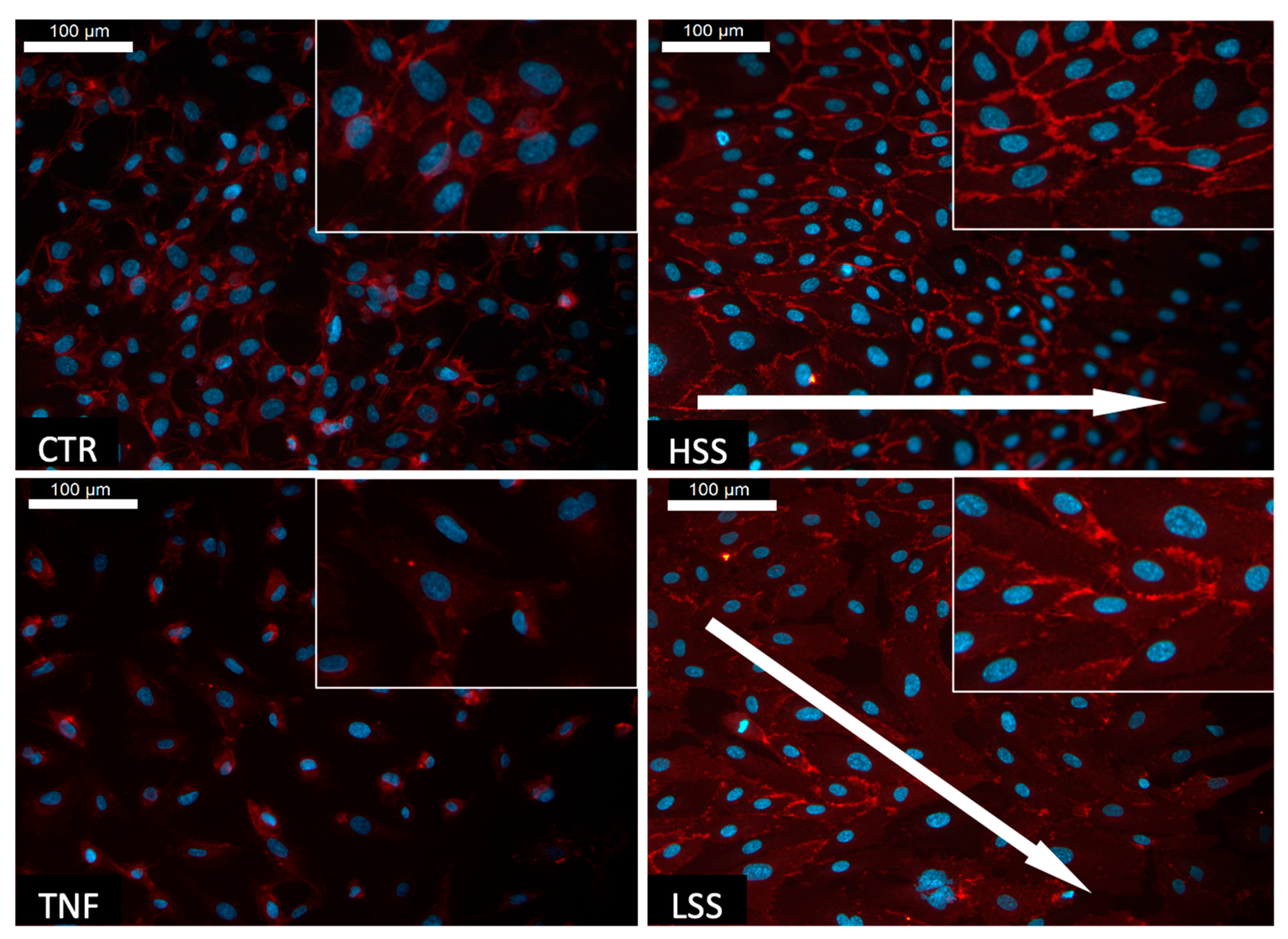 Ijms 22 13300 g002 Ijms 22 13300 g002