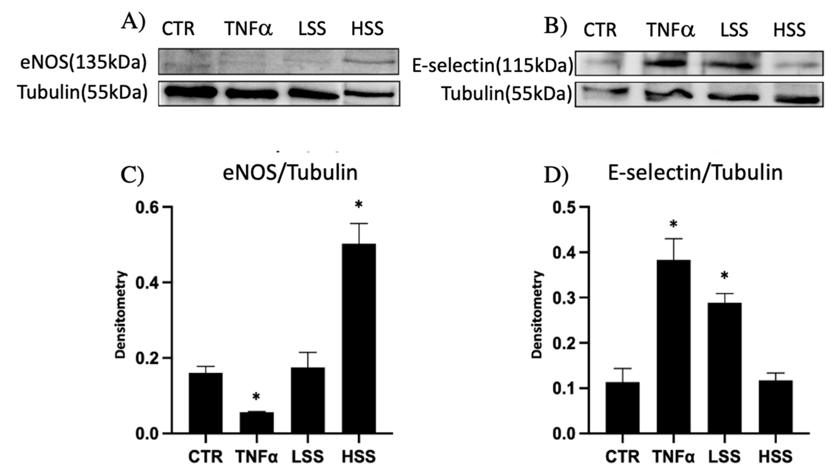 Ijms 22 13300 g003 Ijms 22 13300 g003