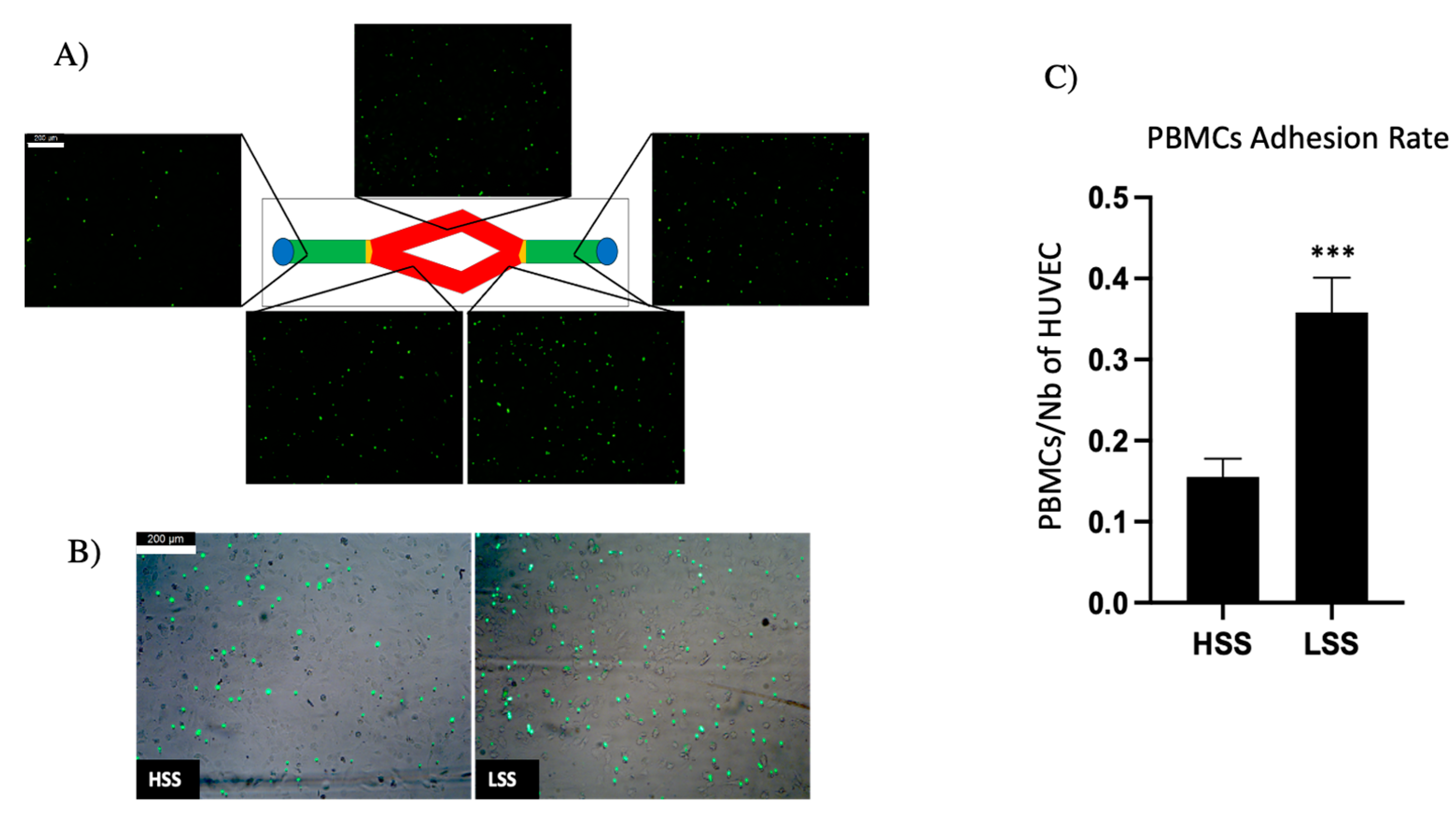 Ijms 22 13300 g004 Ijms 22 13300 g004