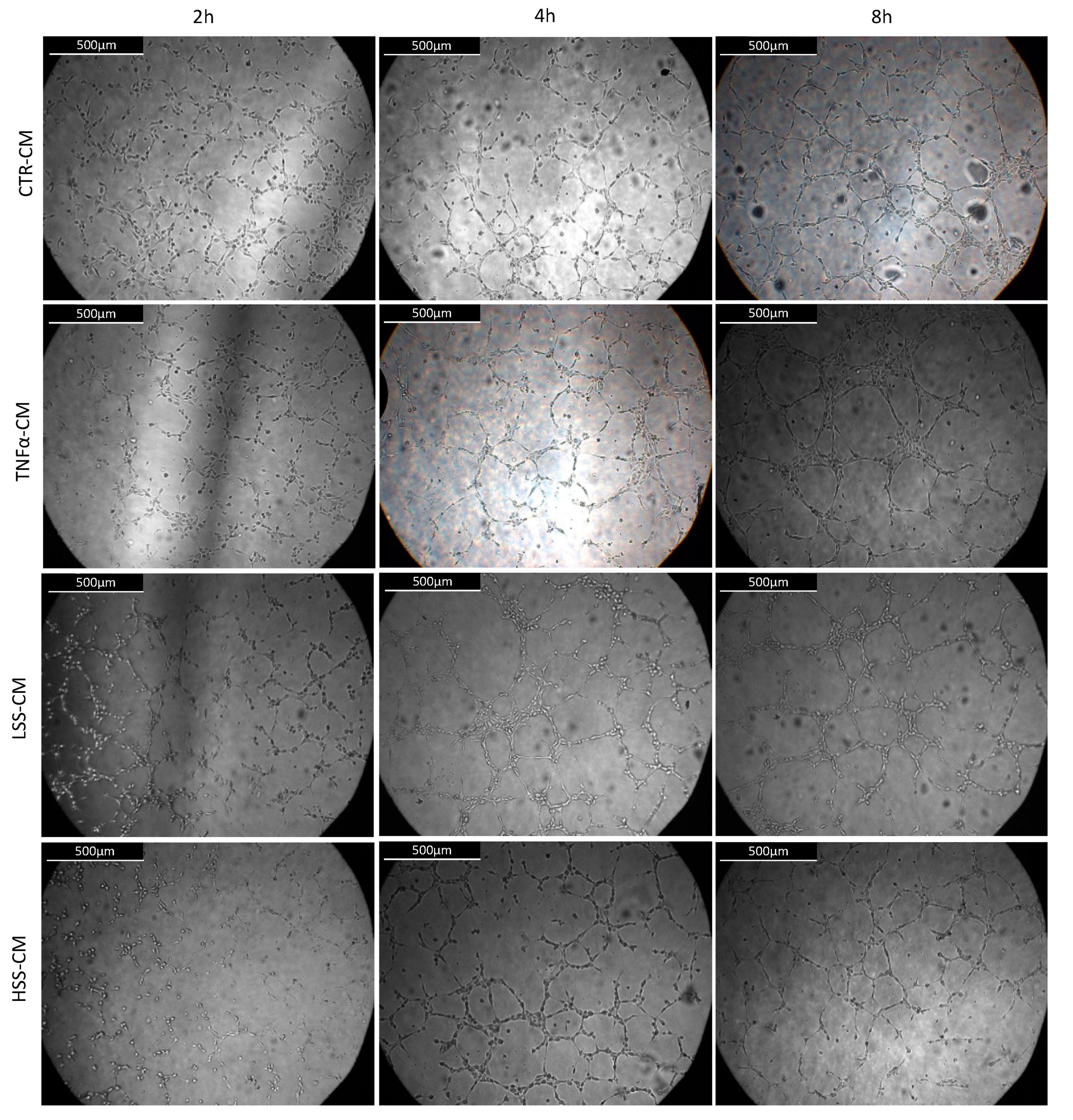 Ijms 22 13300 g010 Ijms 22 13300 g010