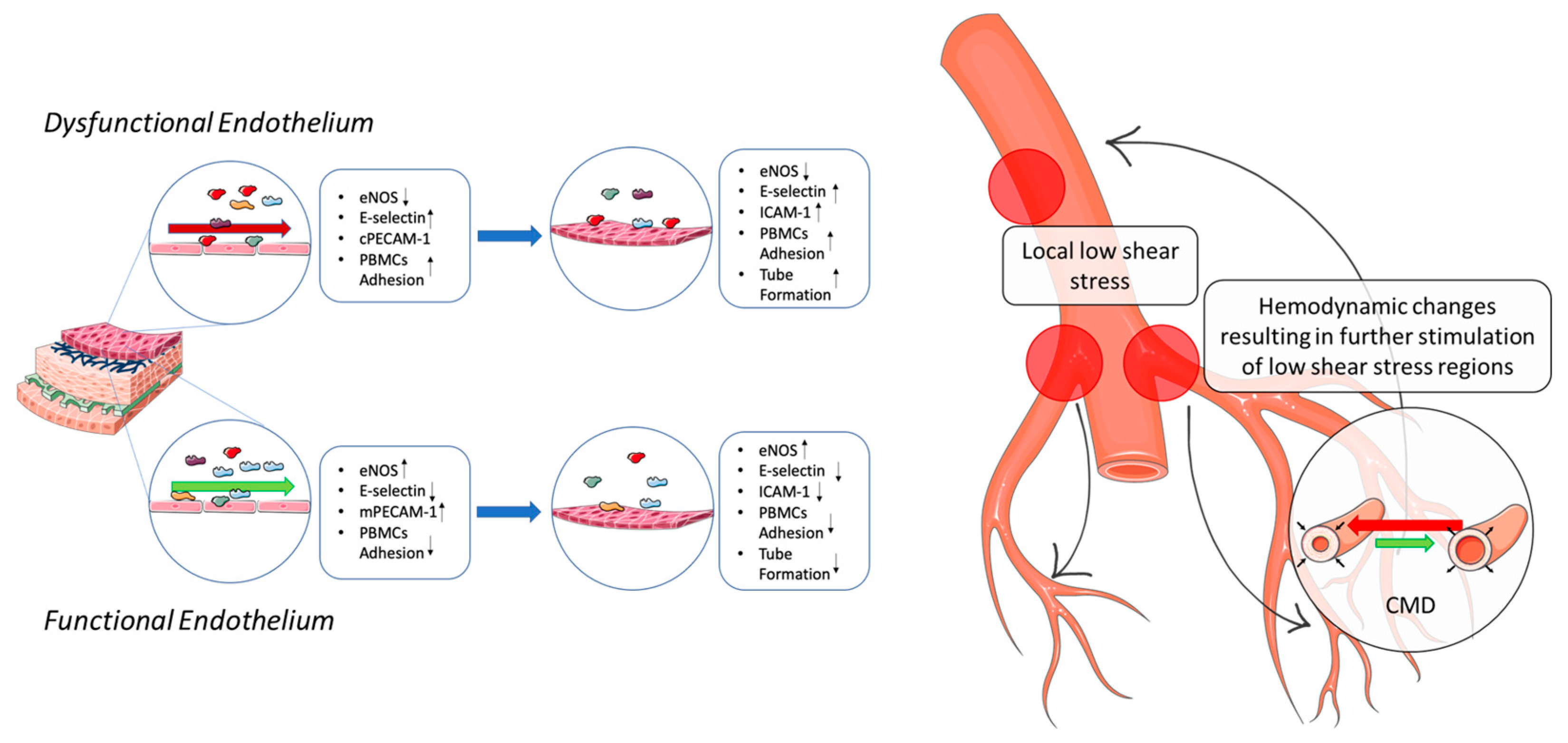 Ijms 22 13300 g016 Ijms 22 13300 g016