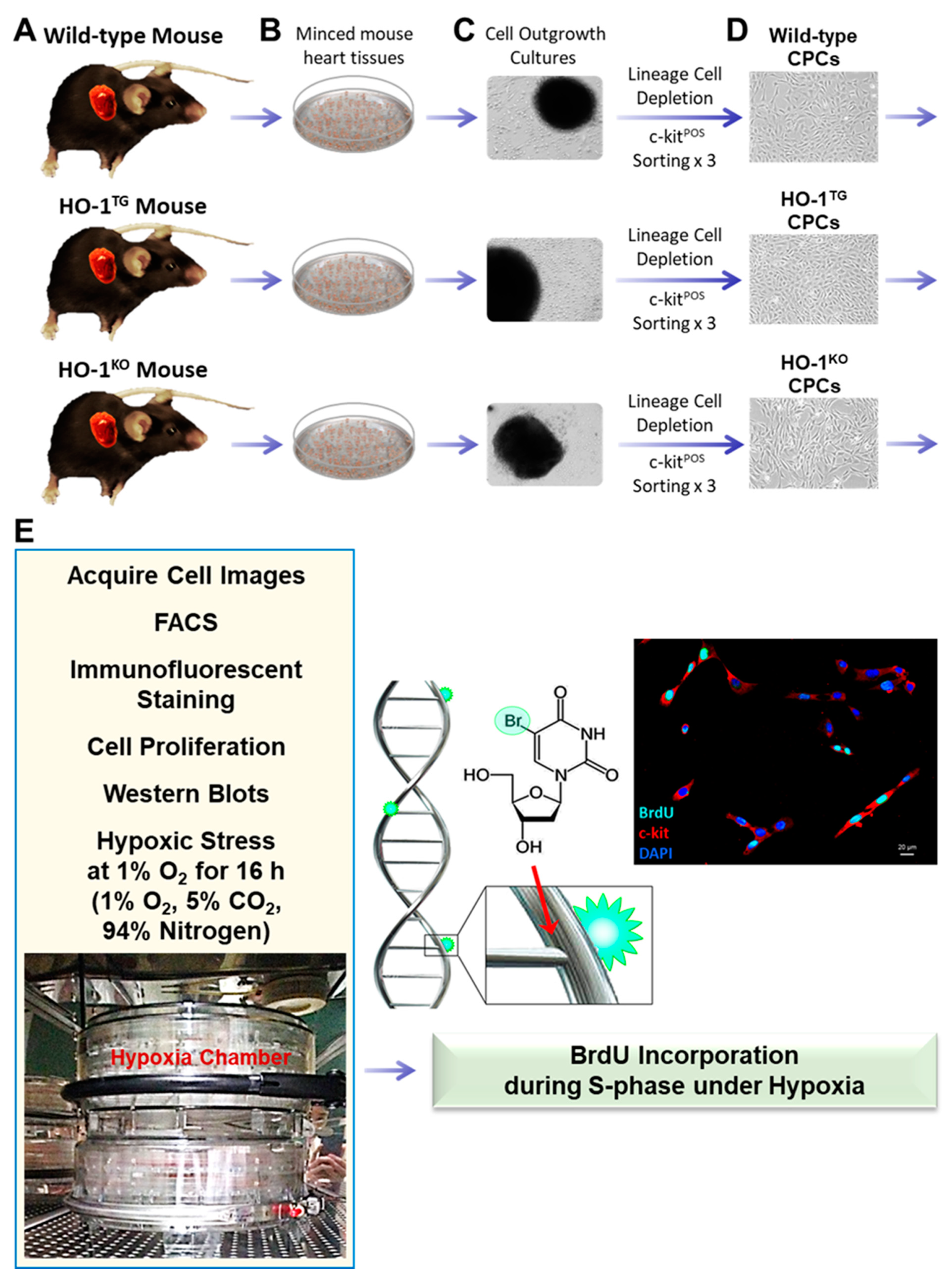 Ijms 22 13448 g001 Ijms 22 13448 g001