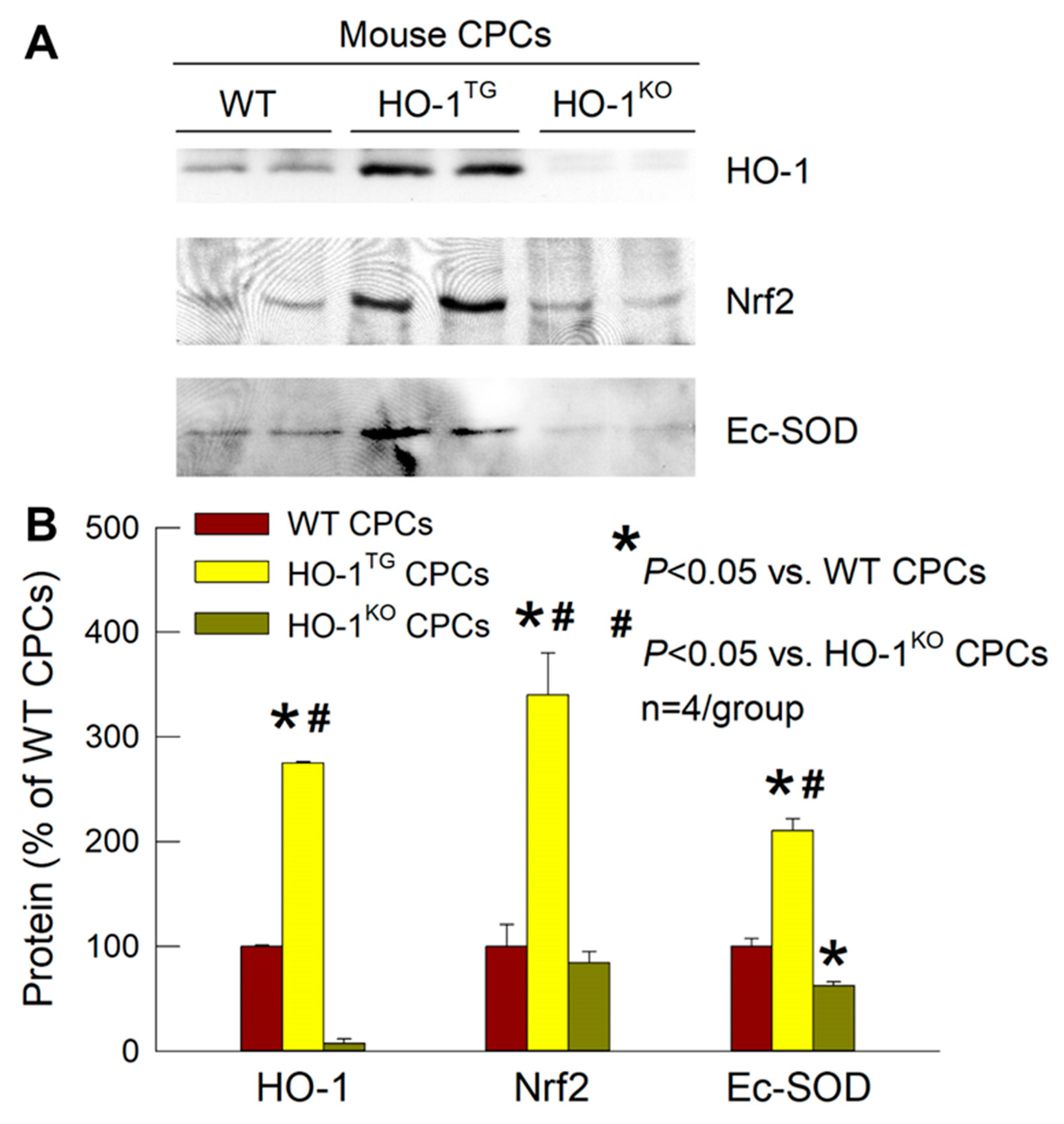Ijms 22 13448 g004 Ijms 22 13448 g004