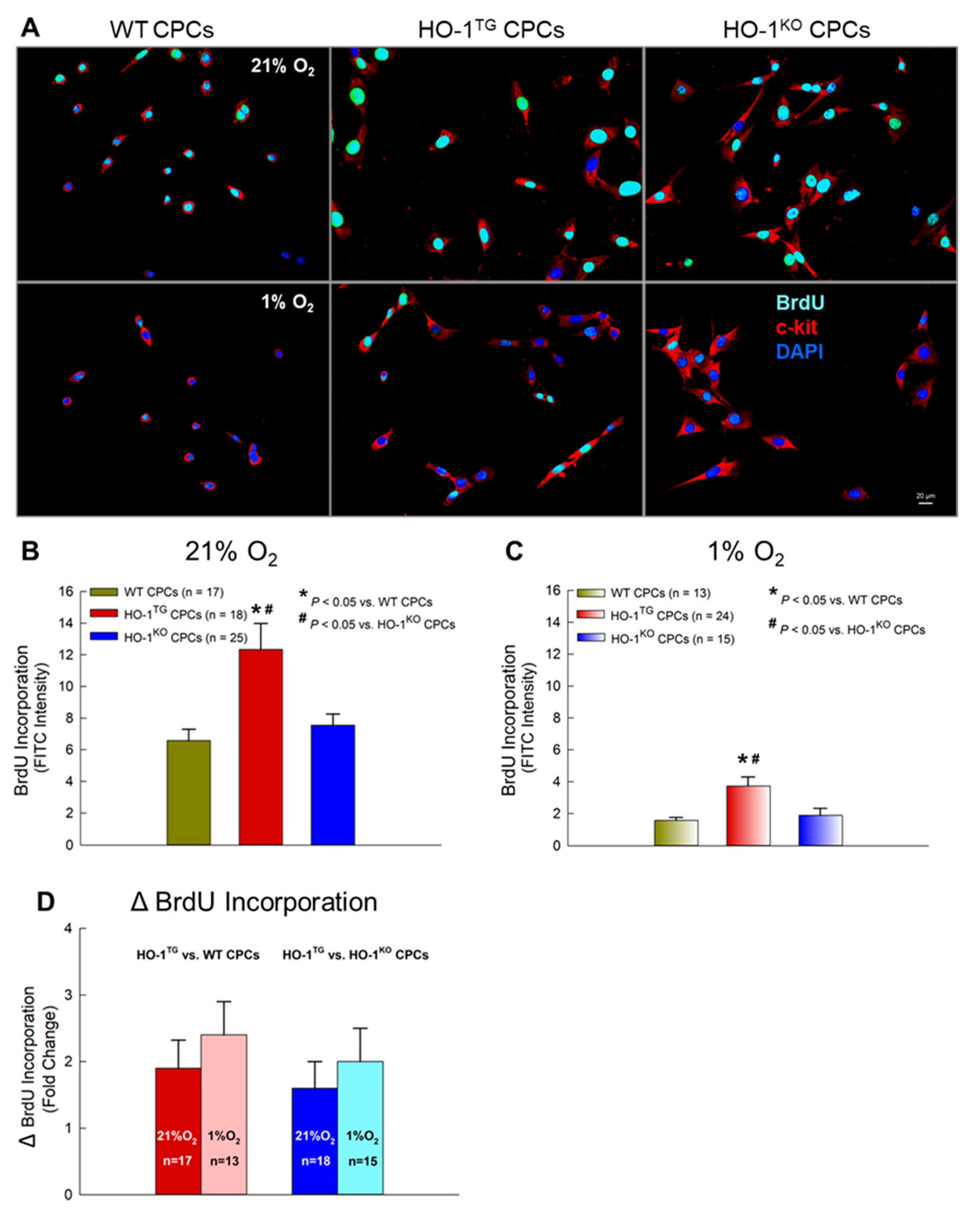 Ijms 22 13448 g005 Ijms 22 13448 g005