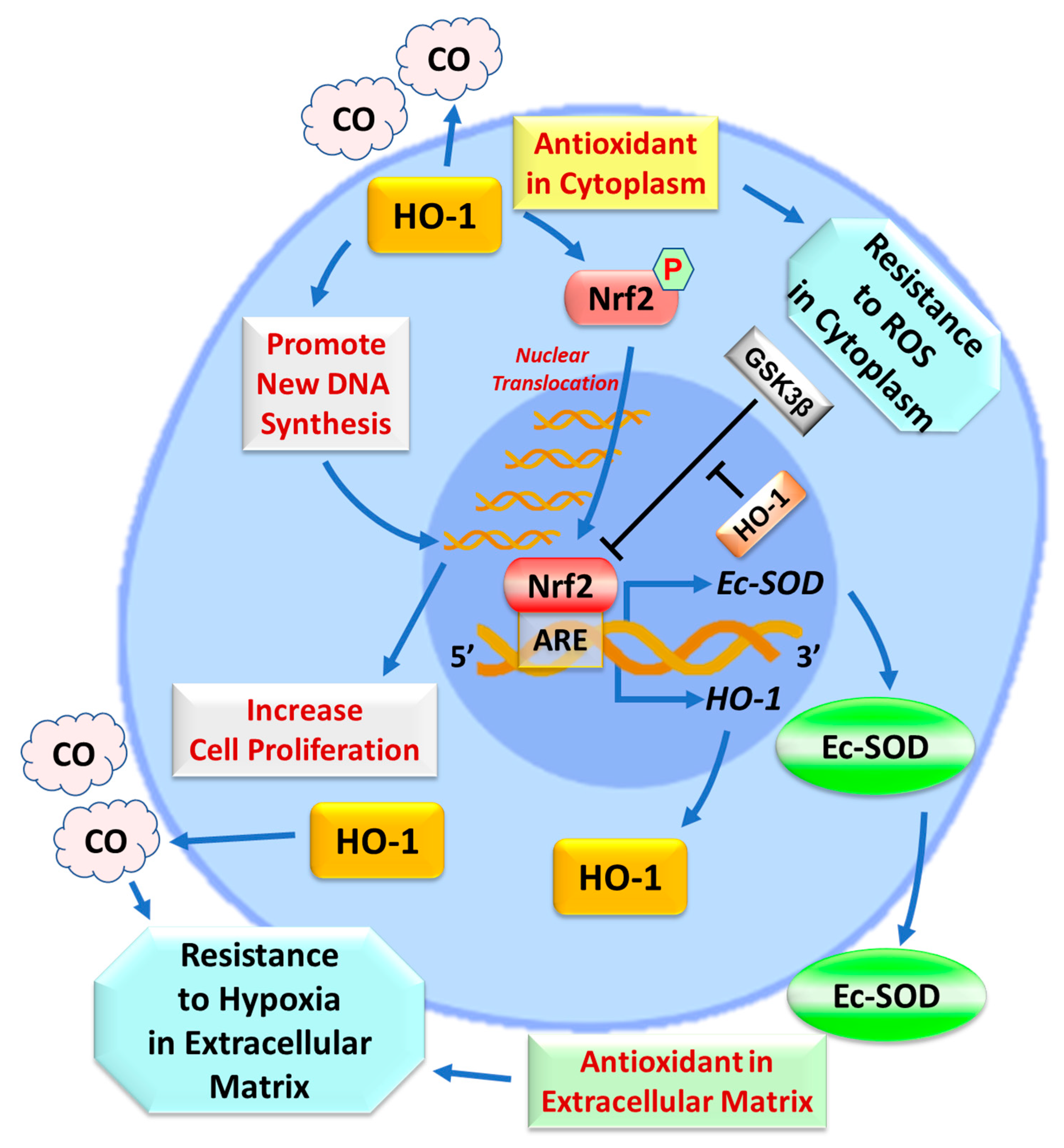 Ijms 22 13448 g006 Ijms 22 13448 g006