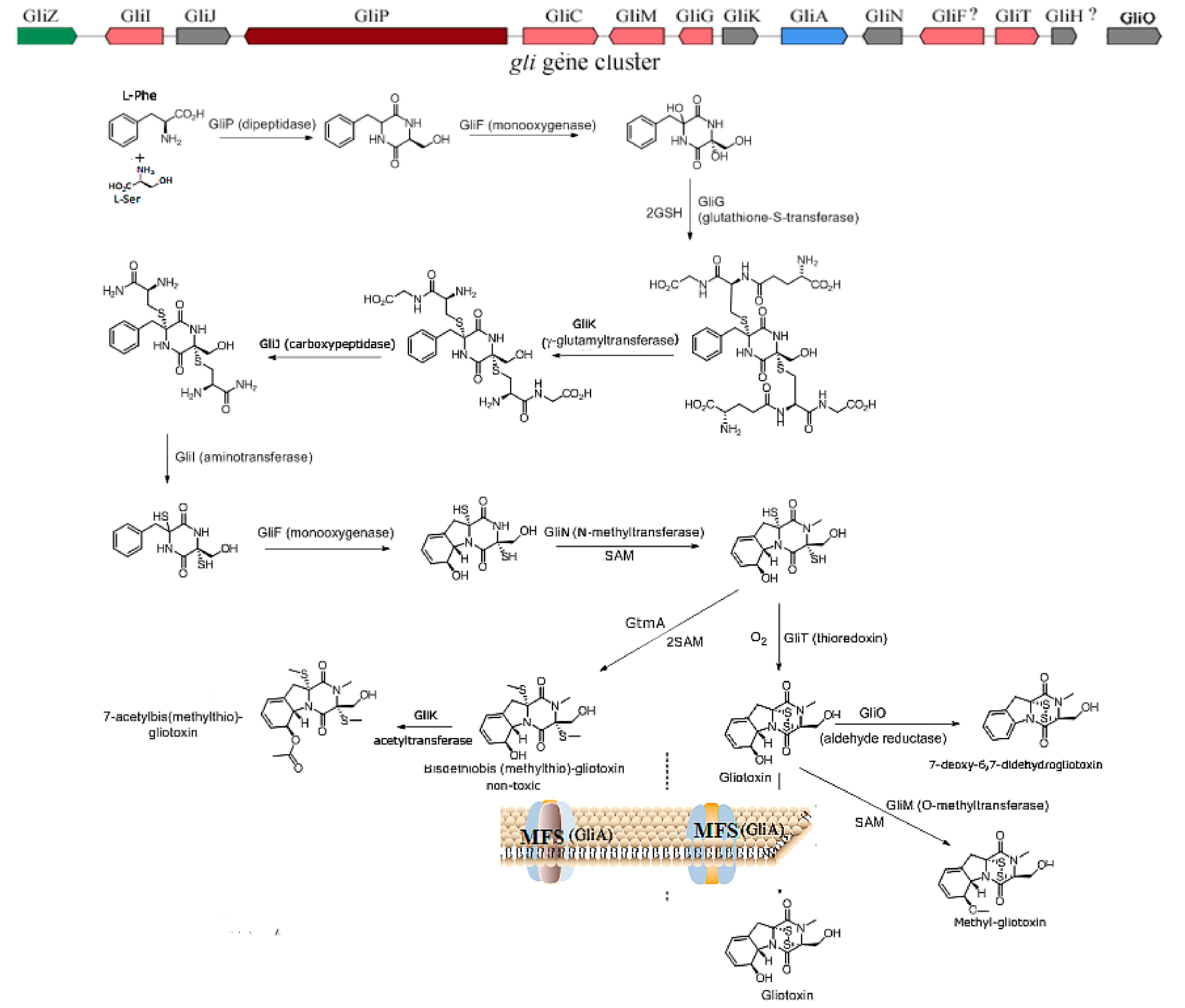 Ijms 22 13510 g001 Ijms 22 13510 g001