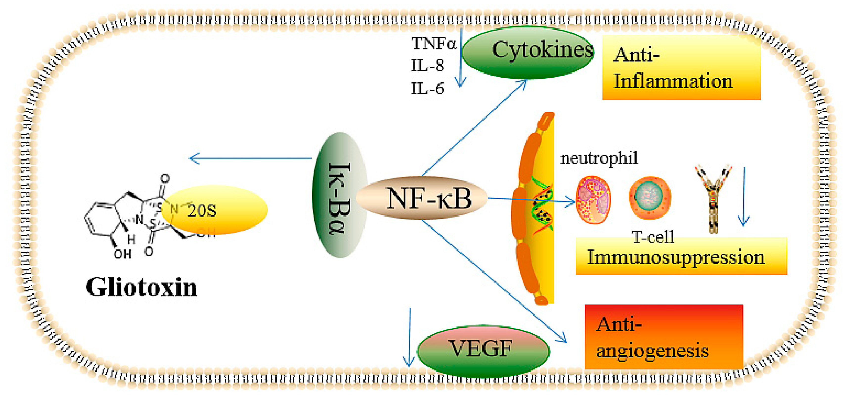 Ijms 22 13510 g002 Ijms 22 13510 g002