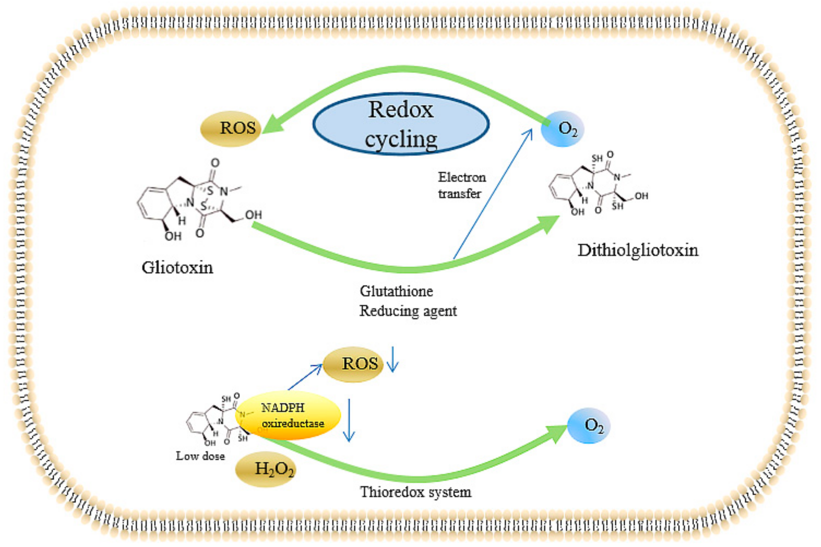 Ijms 22 13510 g003 Ijms 22 13510 g003