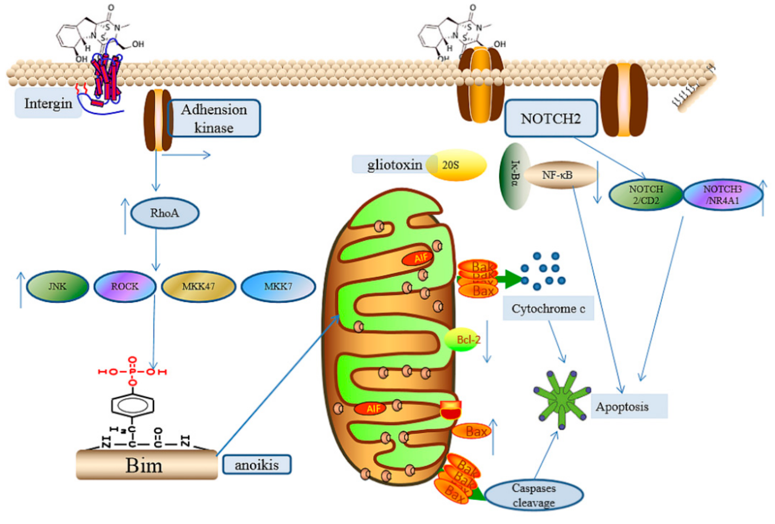 Ijms 22 13510 g004 Ijms 22 13510 g004