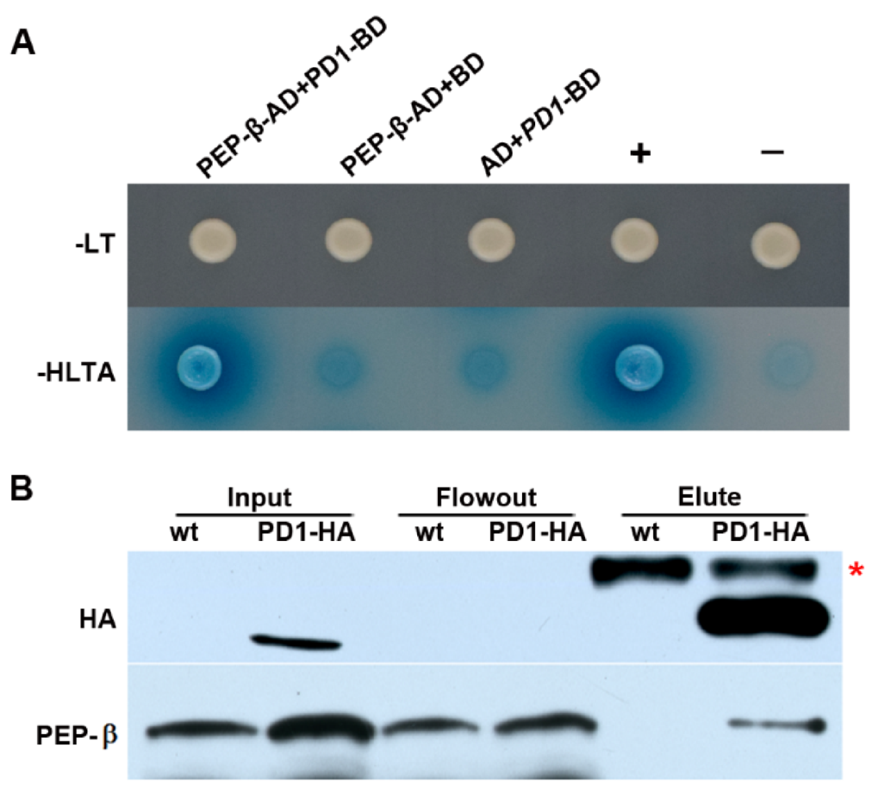 Ijms 22 13648 g008 Ijms 22 13648 g008