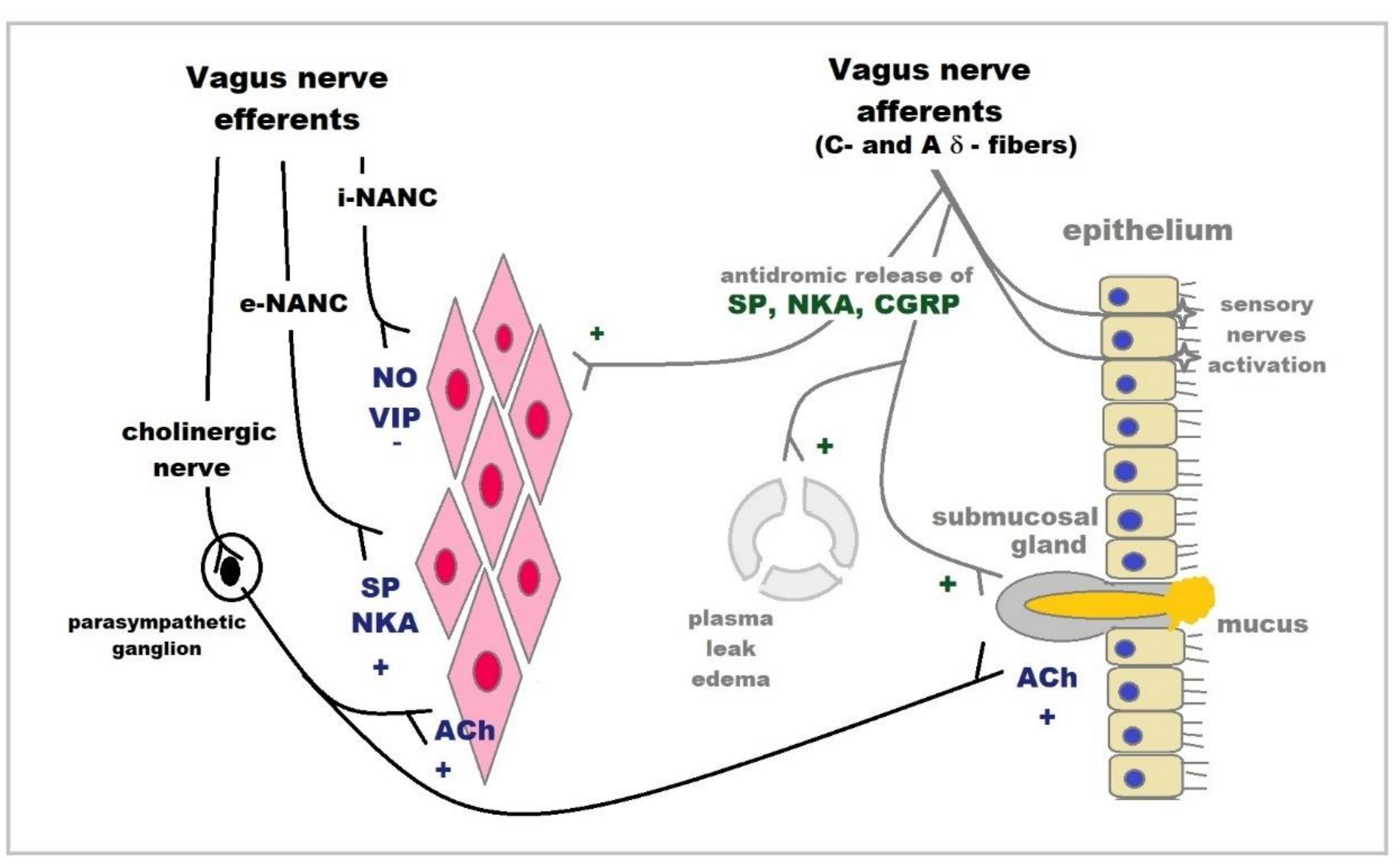Ijms 22 13656 g002 Ijms 22 13656 g002