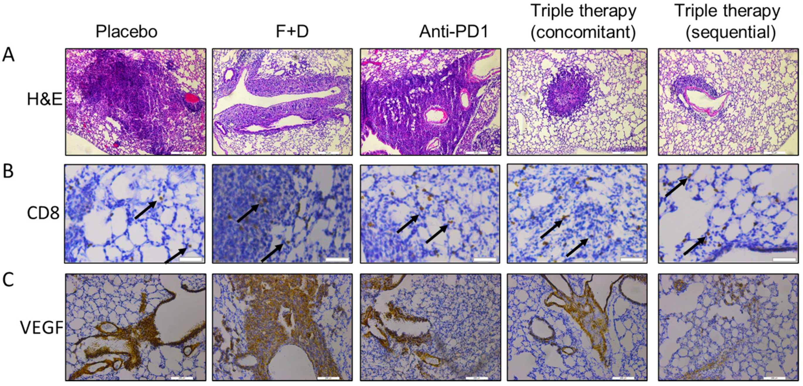 Ijms 23 00081 g006a Ijms 23 00081 g006a