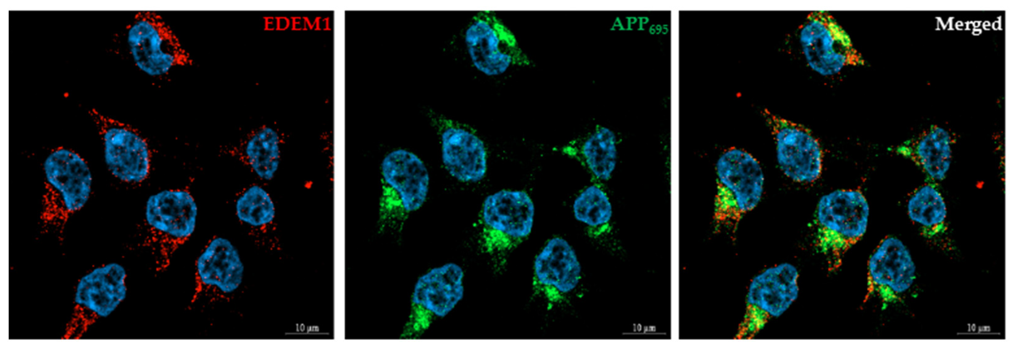 Ijms 23 00117 g008 Ijms 23 00117 g008