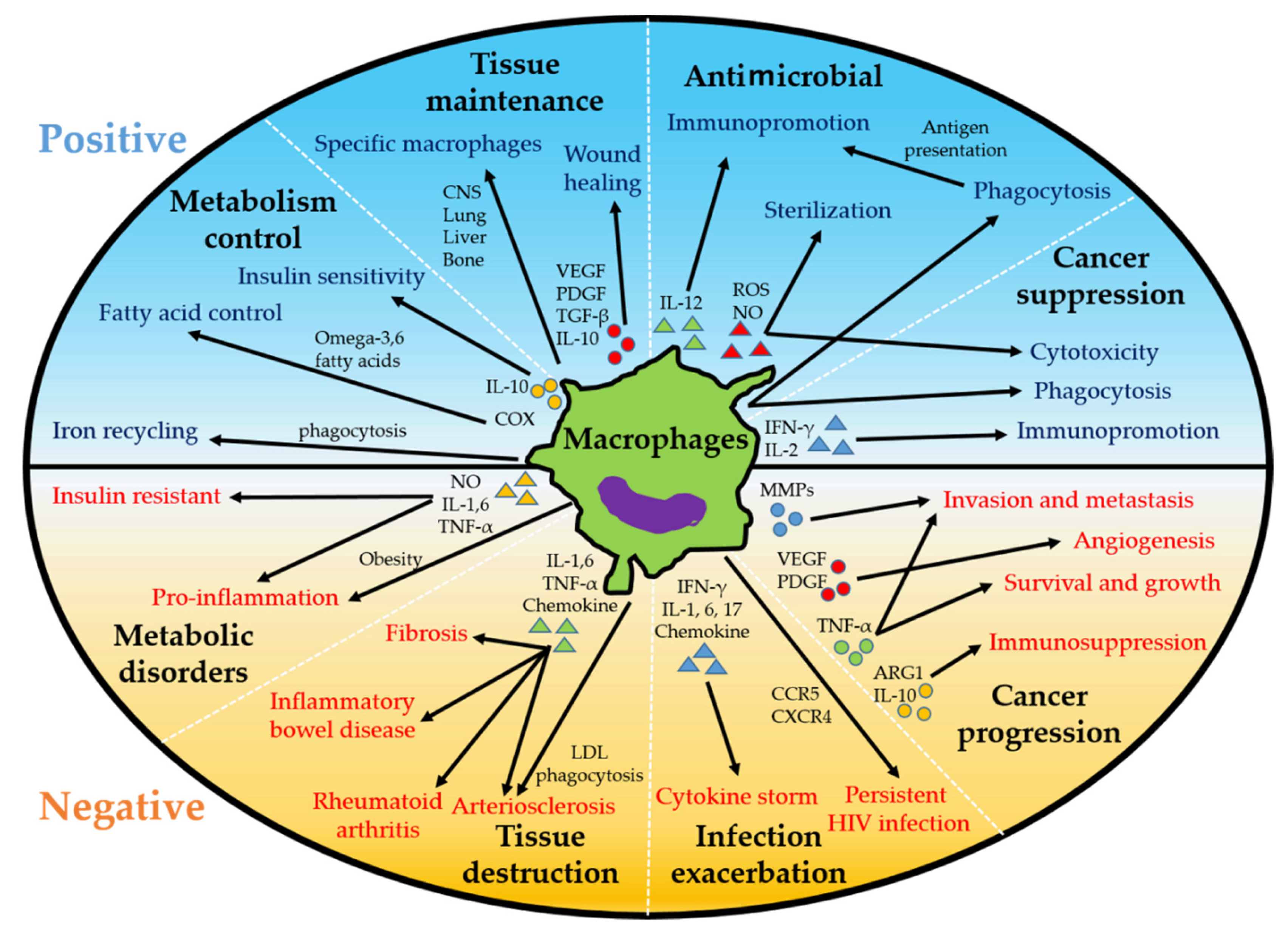 Ijms 23 00144 g002 Ijms 23 00144 g002