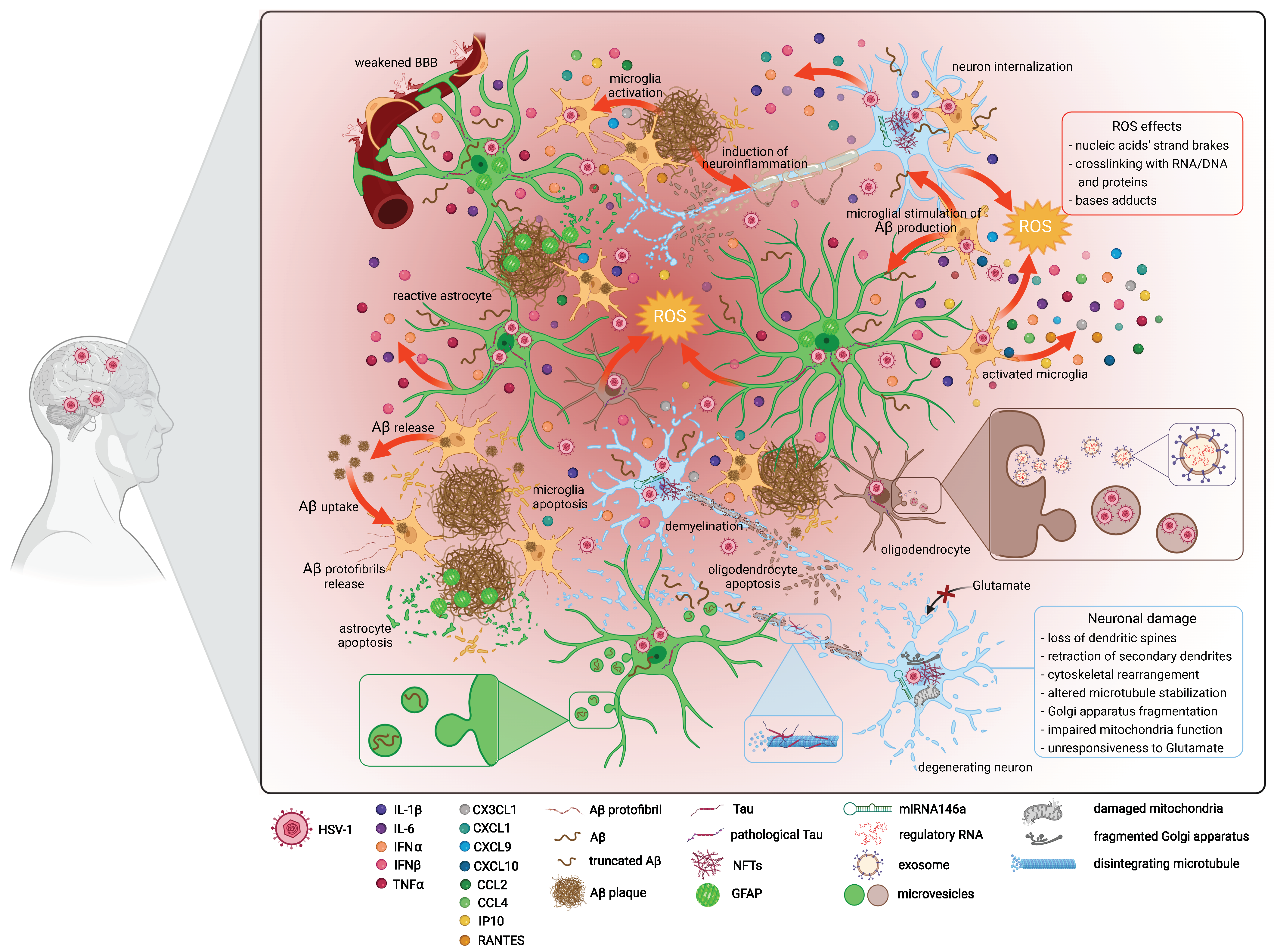 Ijms 23 00242 g005 Ijms 23 00242 g005
