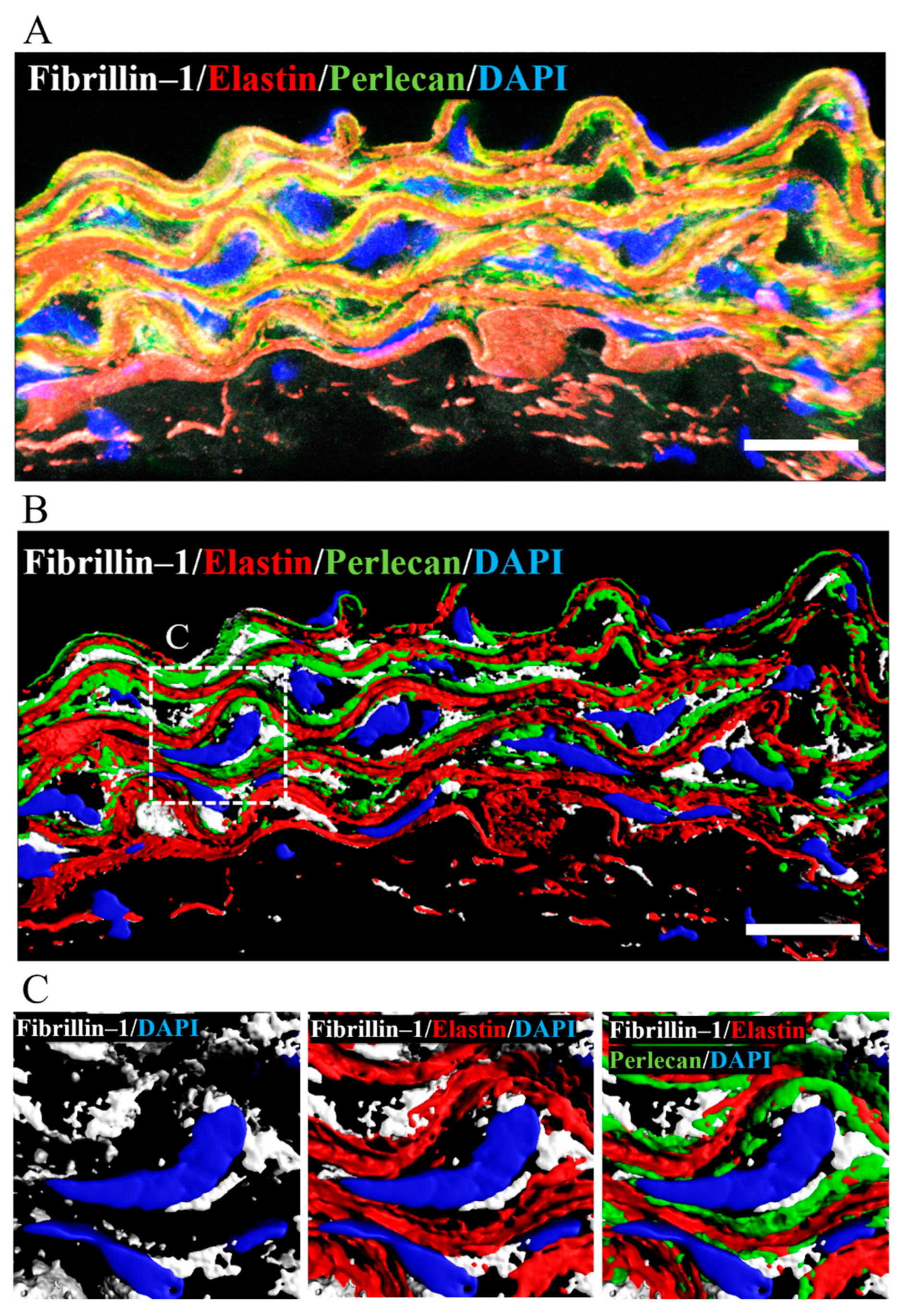 Ijms 23 00315 g007 Ijms 23 00315 g007
