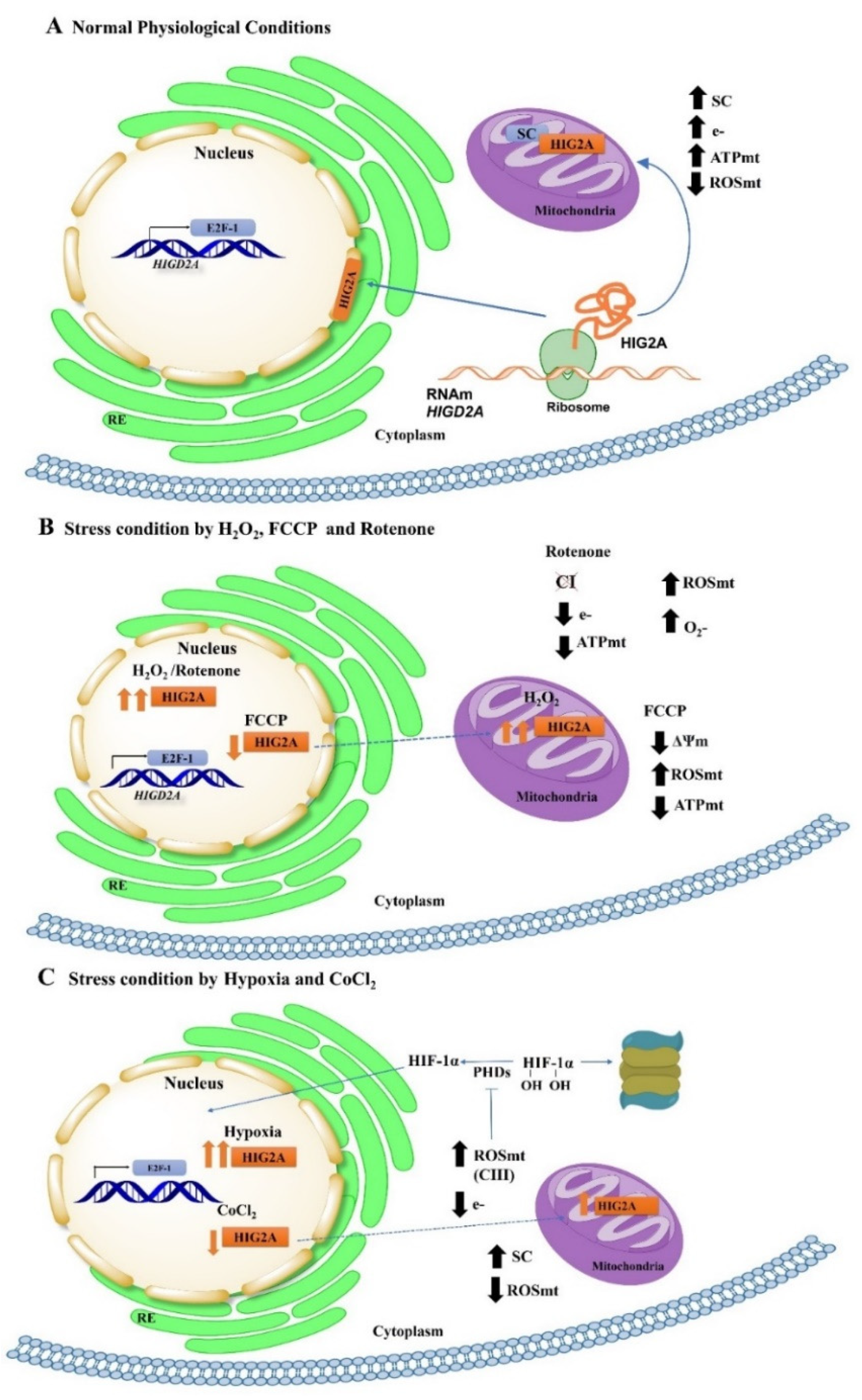 Ijms 23 00389 g005 Ijms 23 00389 g005