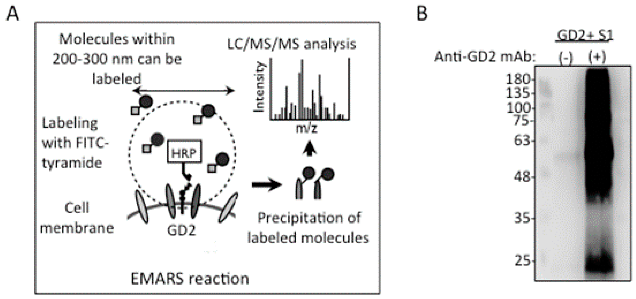 Ijms 23 00423 g004 Ijms 23 00423 g004