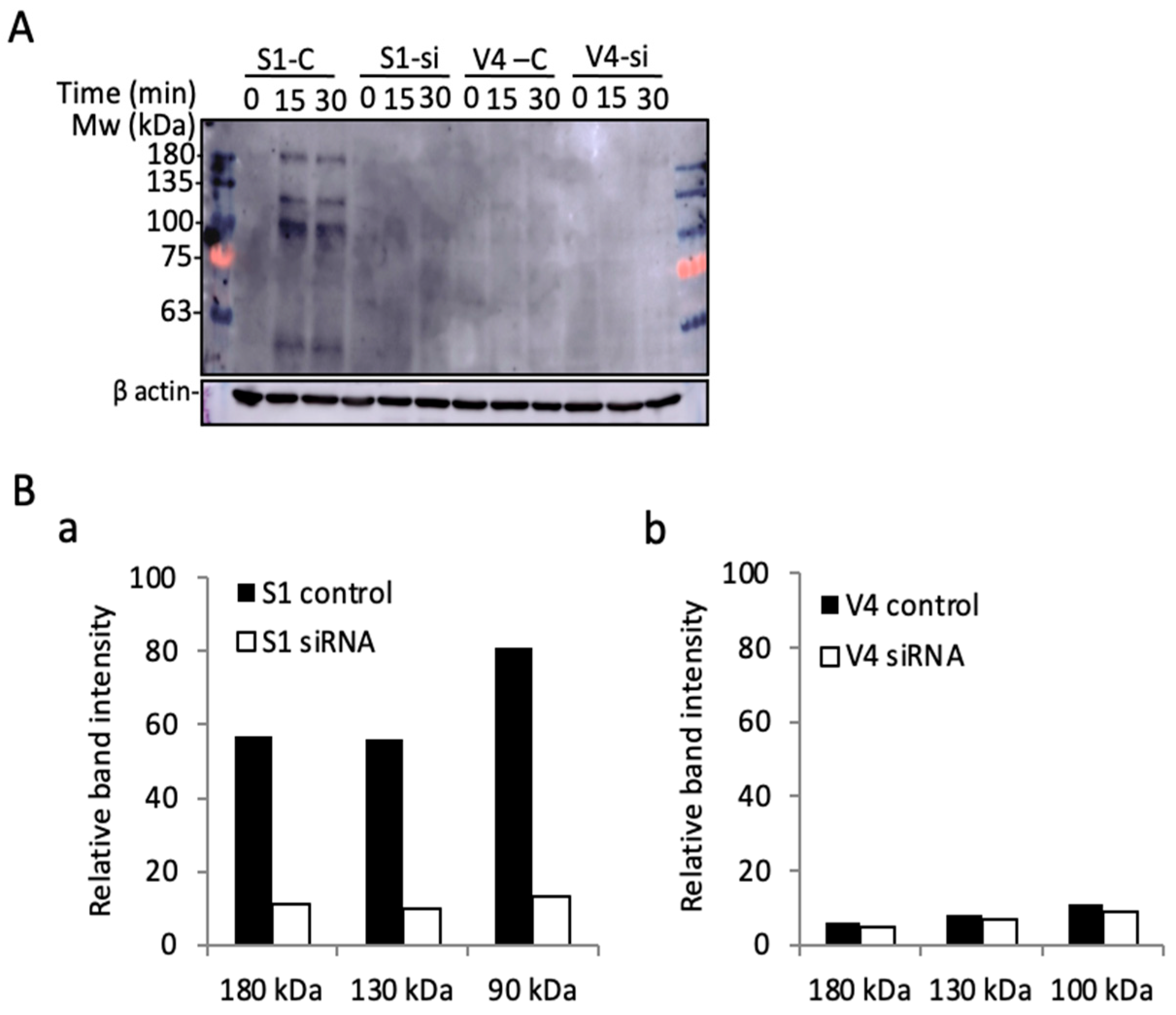 Ijms 23 00423 g009 Ijms 23 00423 g009