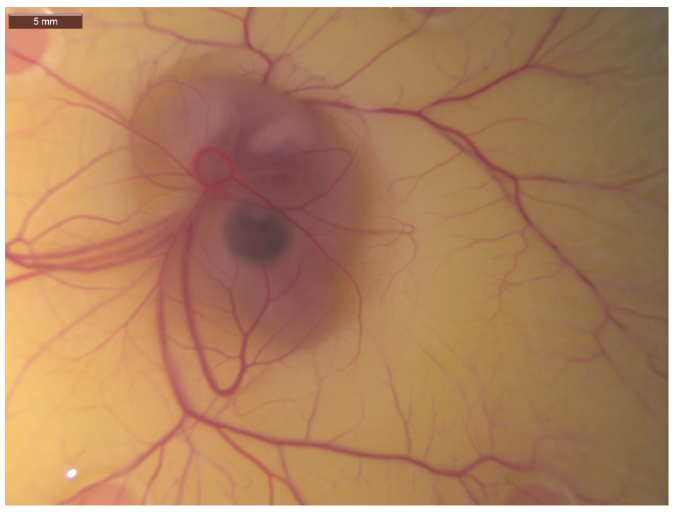 Ijms 23 00452 g001 Ijms 23 00452 g001