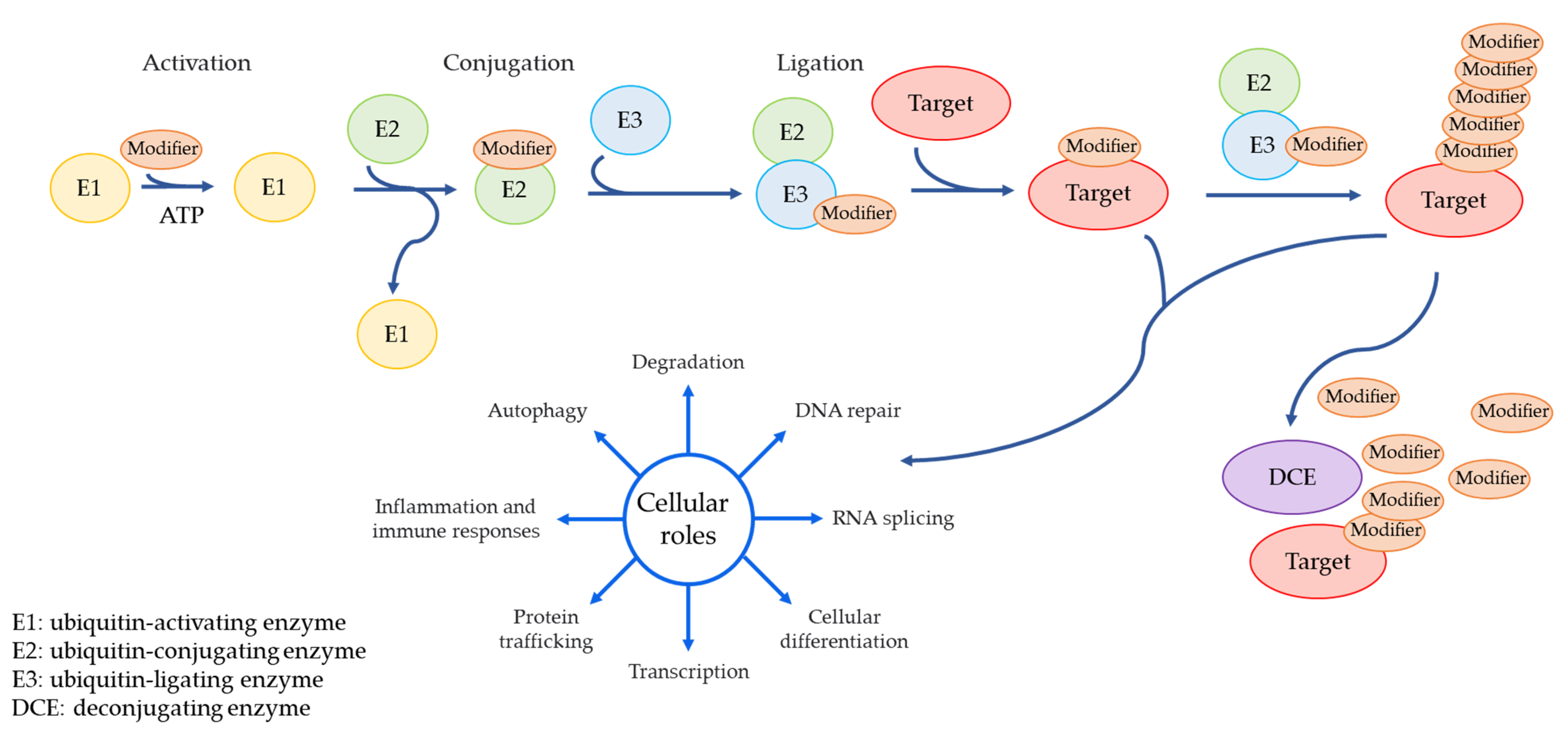 Ijms 23 00514 g001 Ijms 23 00514 g001