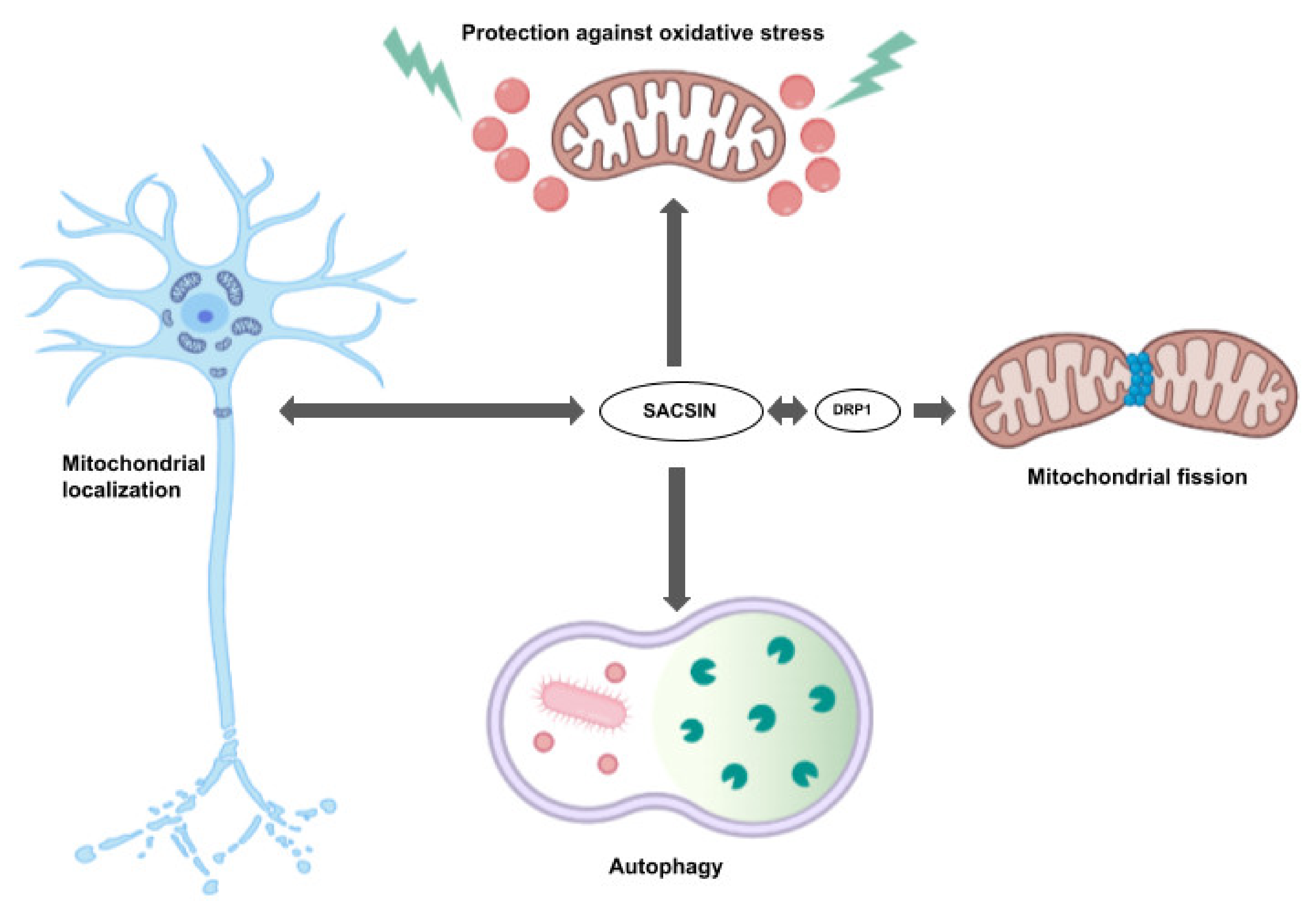 Ijms 23 00552 g003 Ijms 23 00552 g003