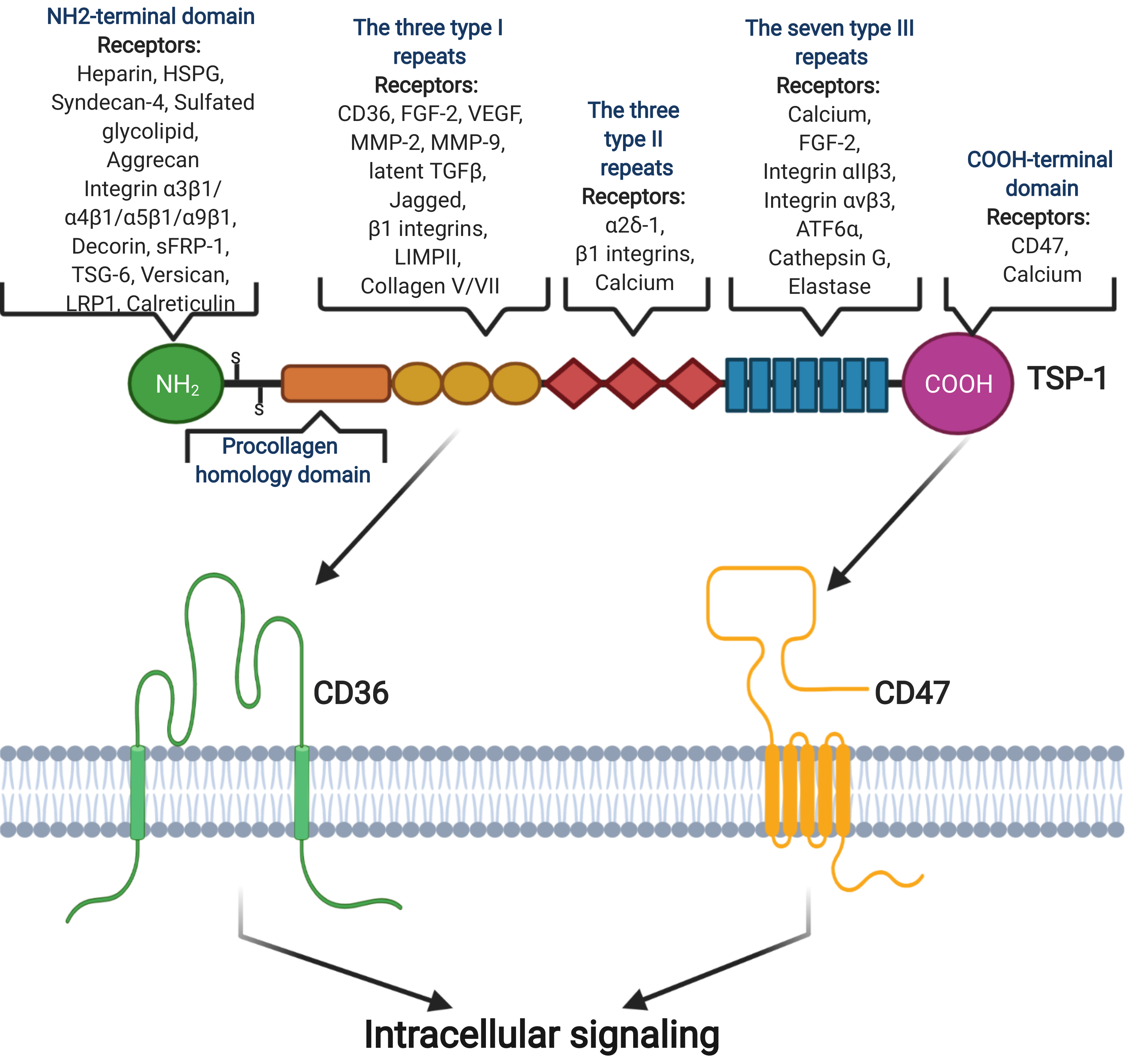 Ijms 23 00604 g001 Ijms 23 00604 g001