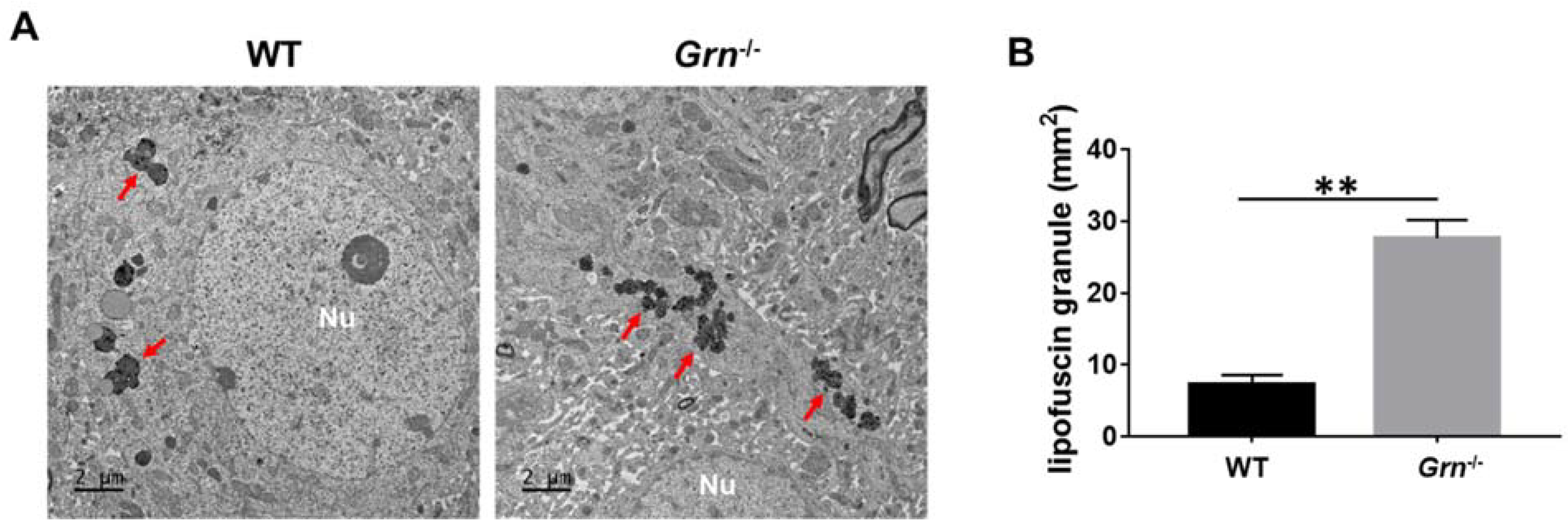 Ijms 23 00629 g008