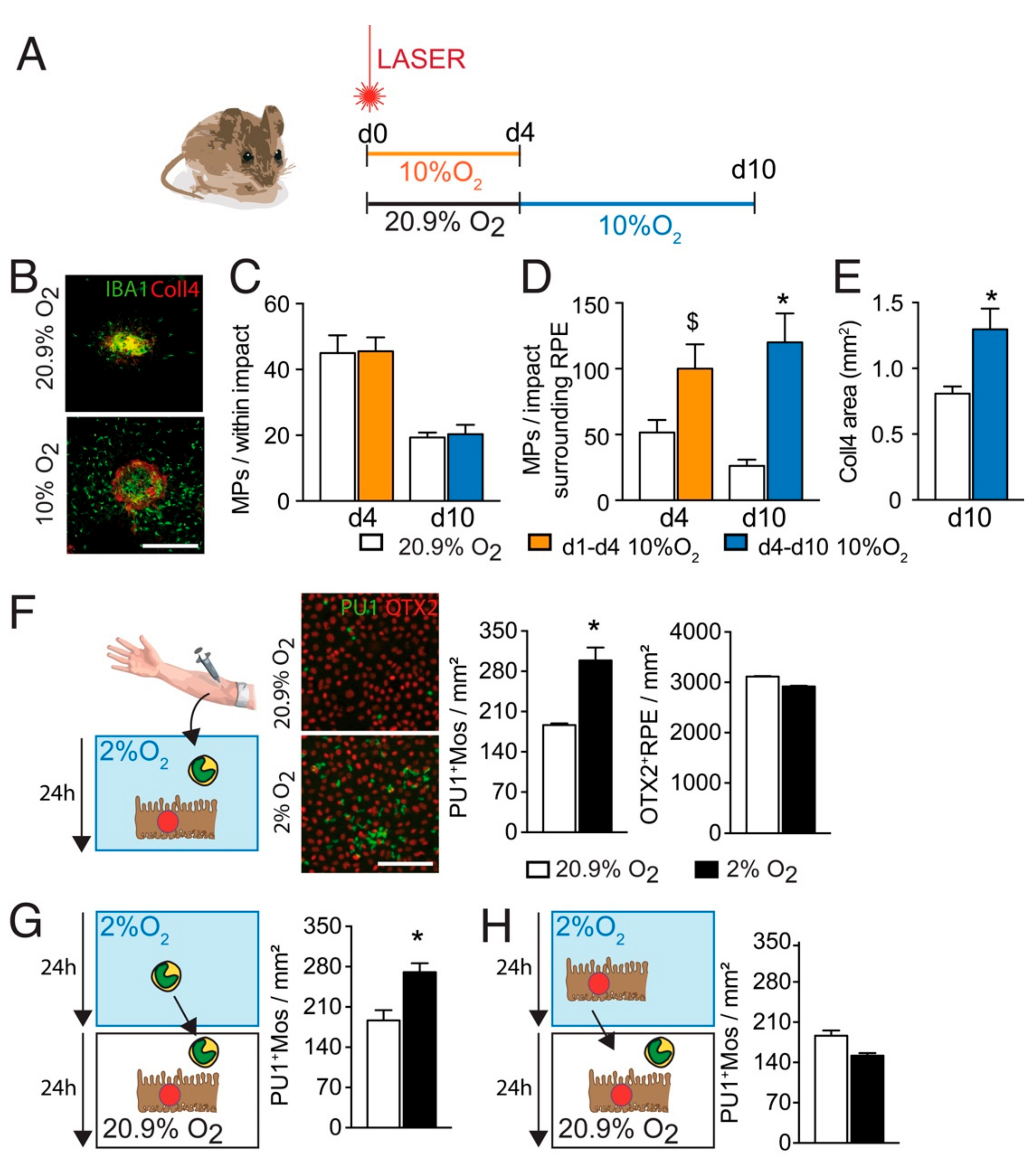Ijms 23 00681 g001 Ijms 23 00681 g001