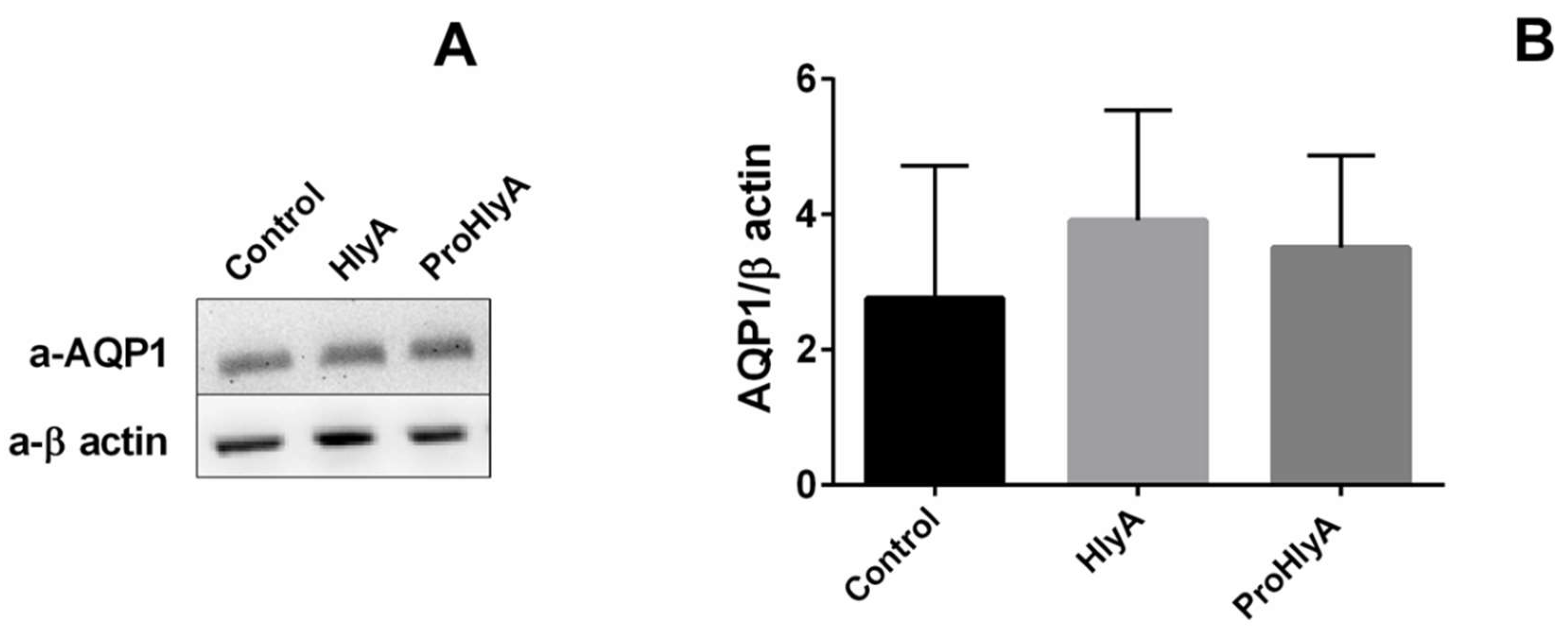 Ijms 23 00872 g006 Ijms 23 00872 g006