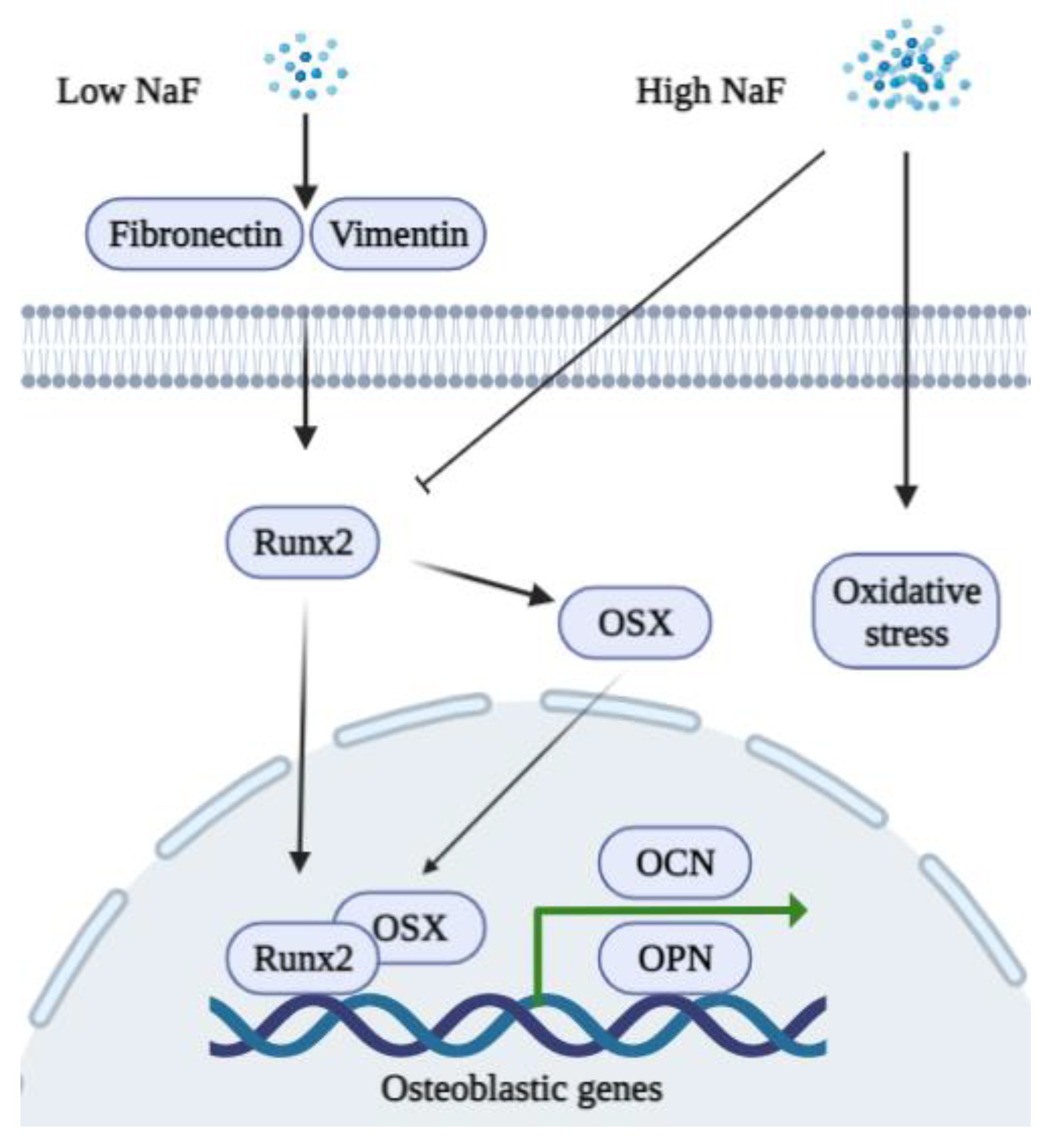 Ijms 23 00962 g001 Ijms 23 00962 g001