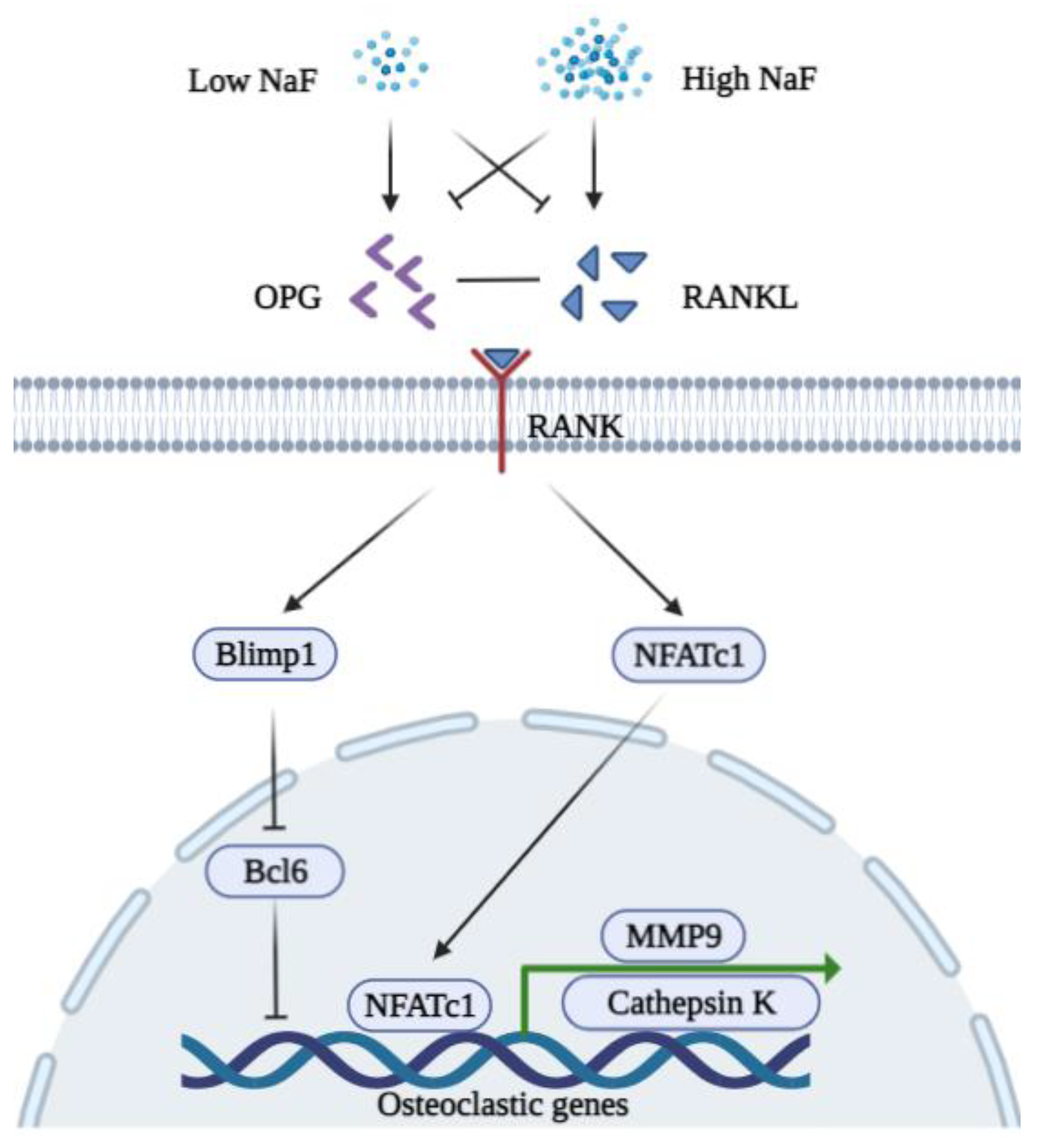 Ijms 23 00962 g002 Ijms 23 00962 g002
