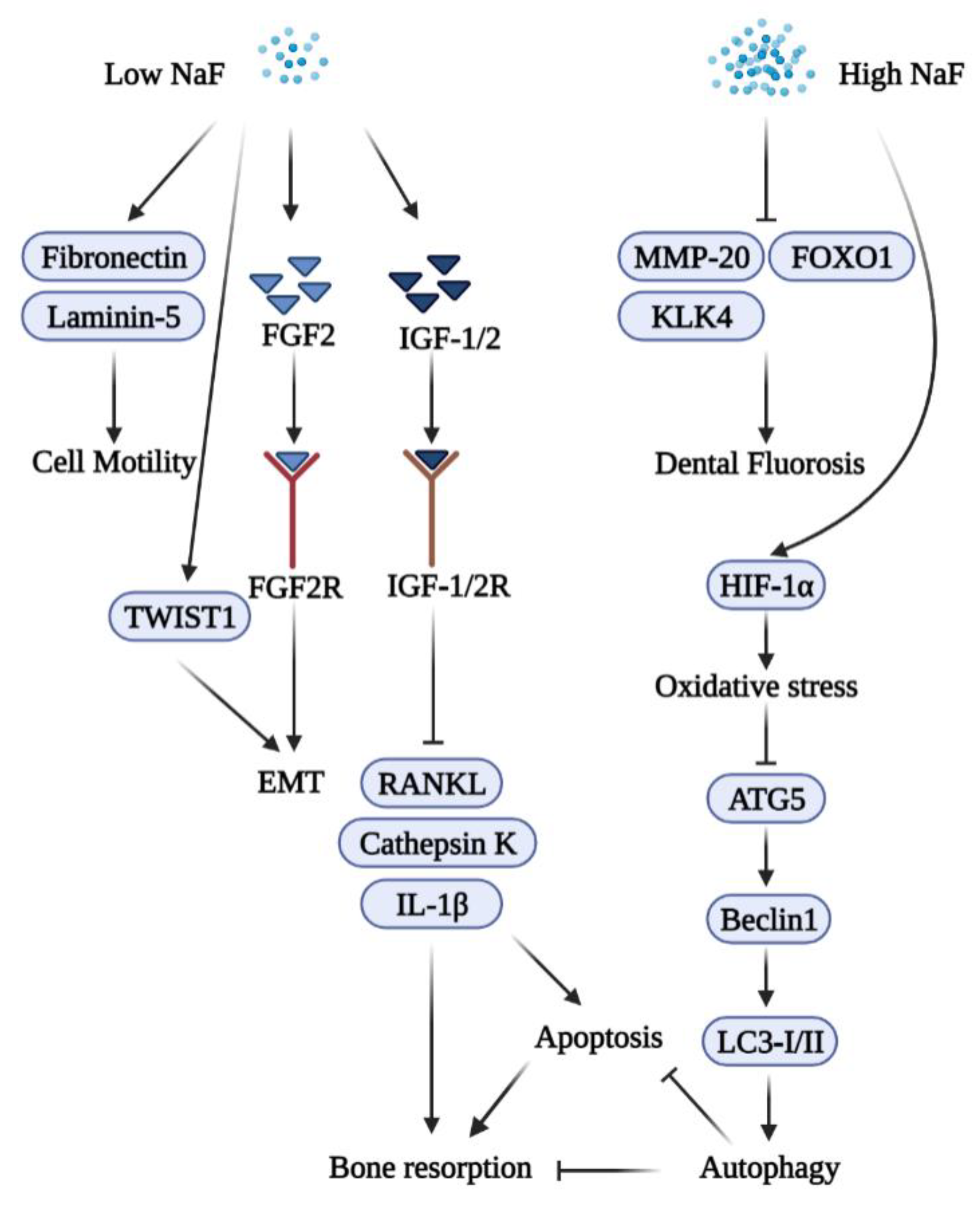 Ijms 23 00962 g003 Ijms 23 00962 g003