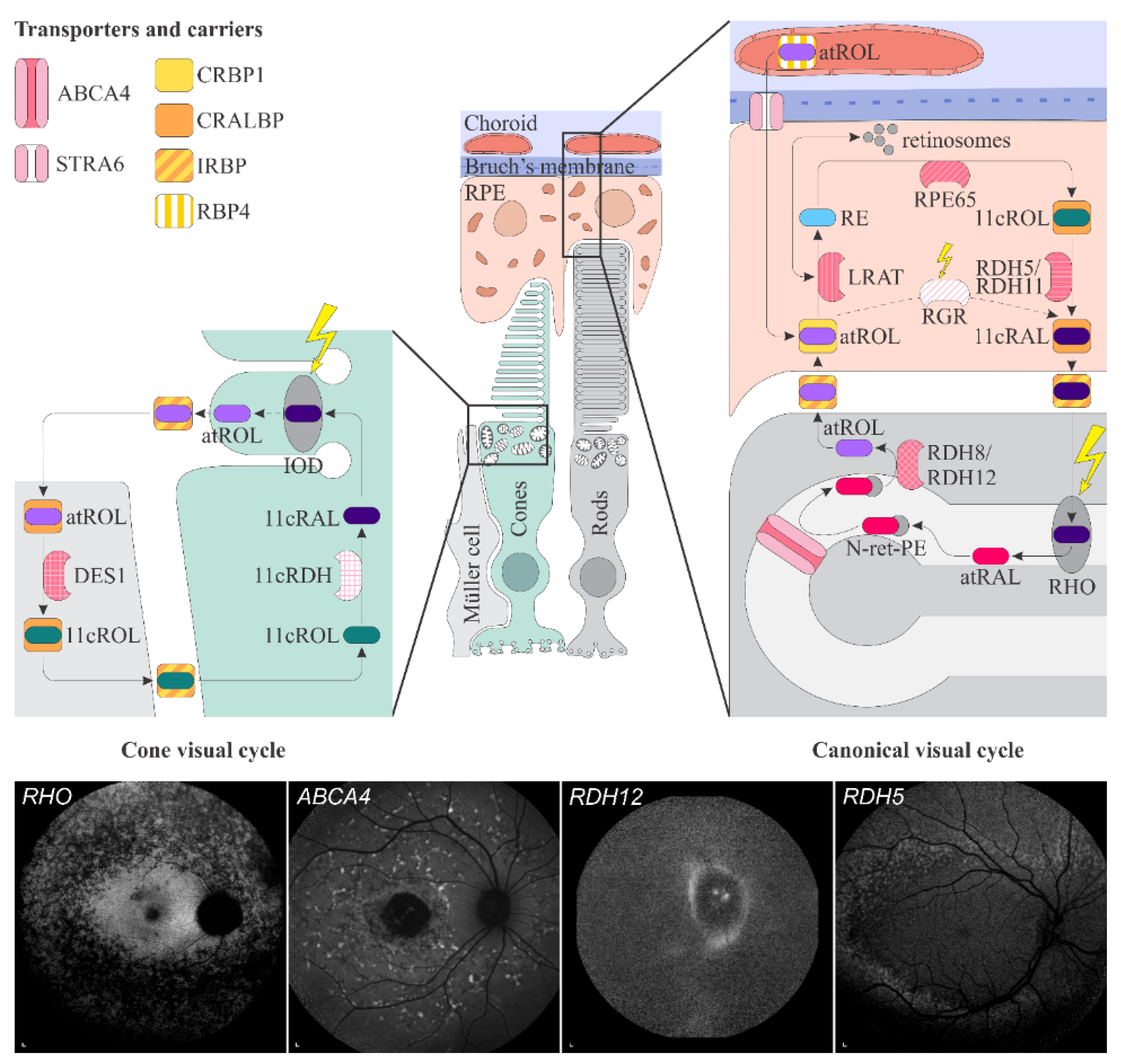 Ijms 23 01014 g001 Ijms 23 01014 g001