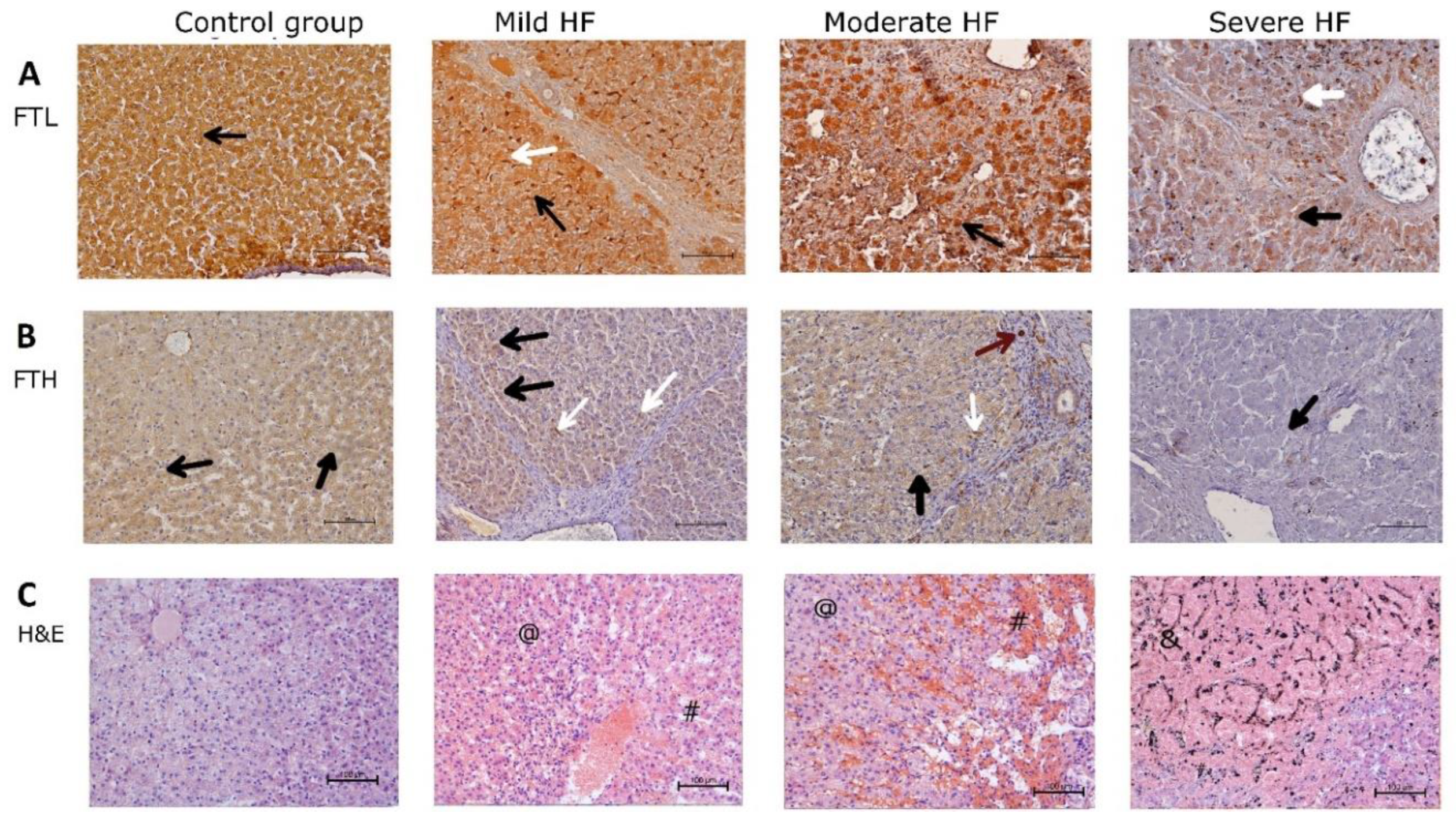 Ijms 23 01026 g003 Ijms 23 01026 g003